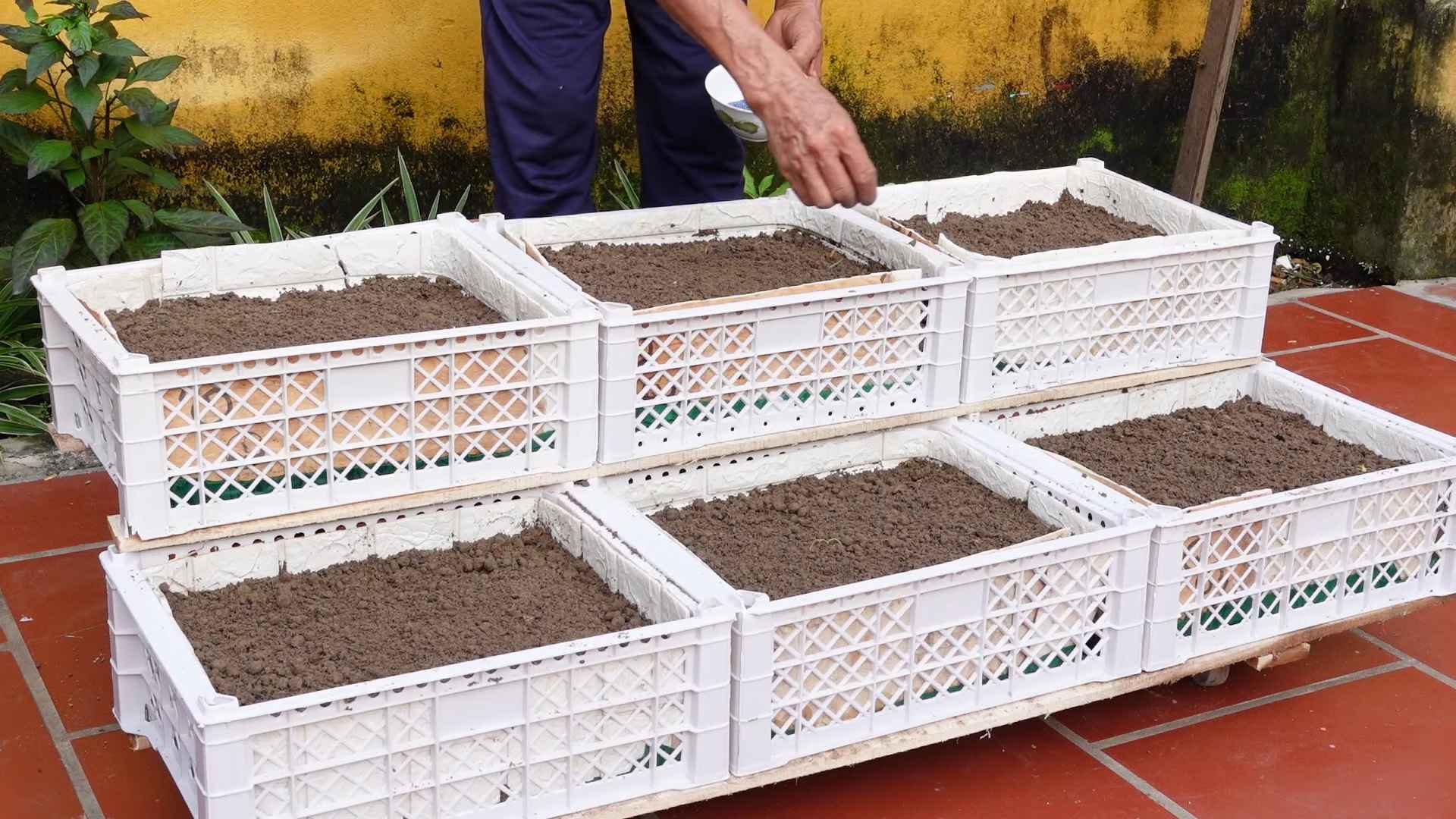 Indoor Vegetable Gardening