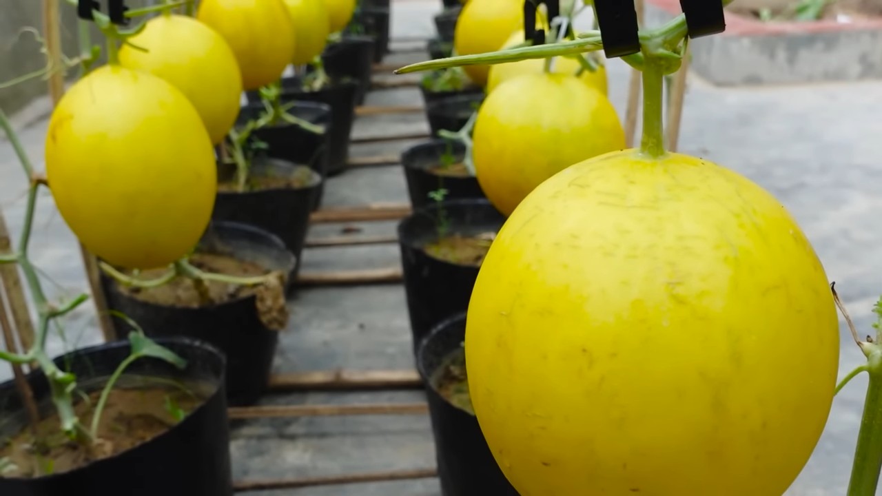 Grow Large Melons Easily