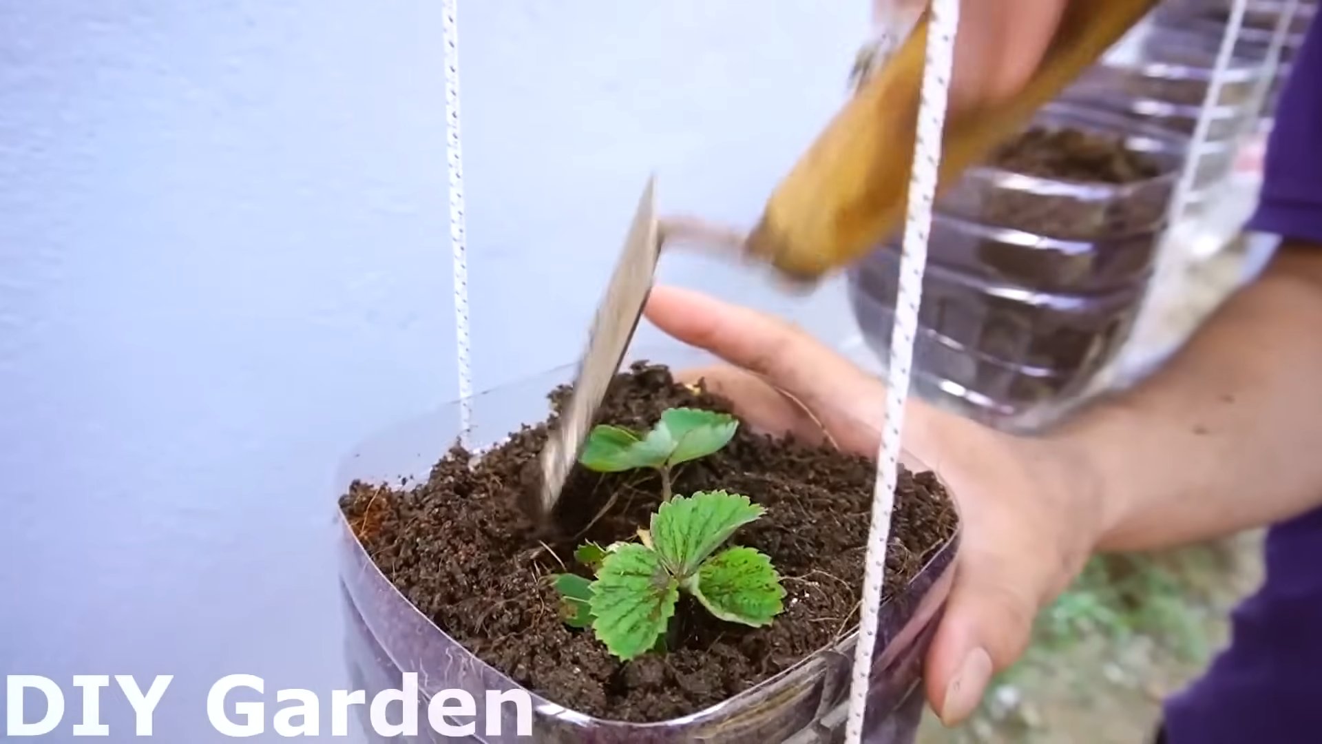 Strawberry Growing Tips