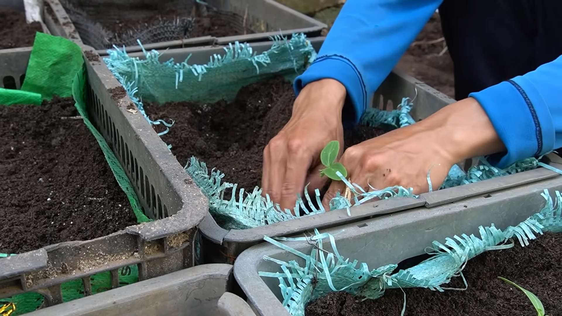 Grow Cucumbers at Home