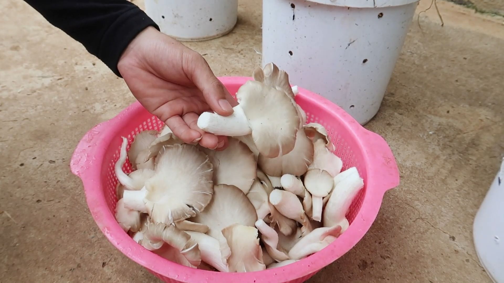 Mushroom Growing at Home