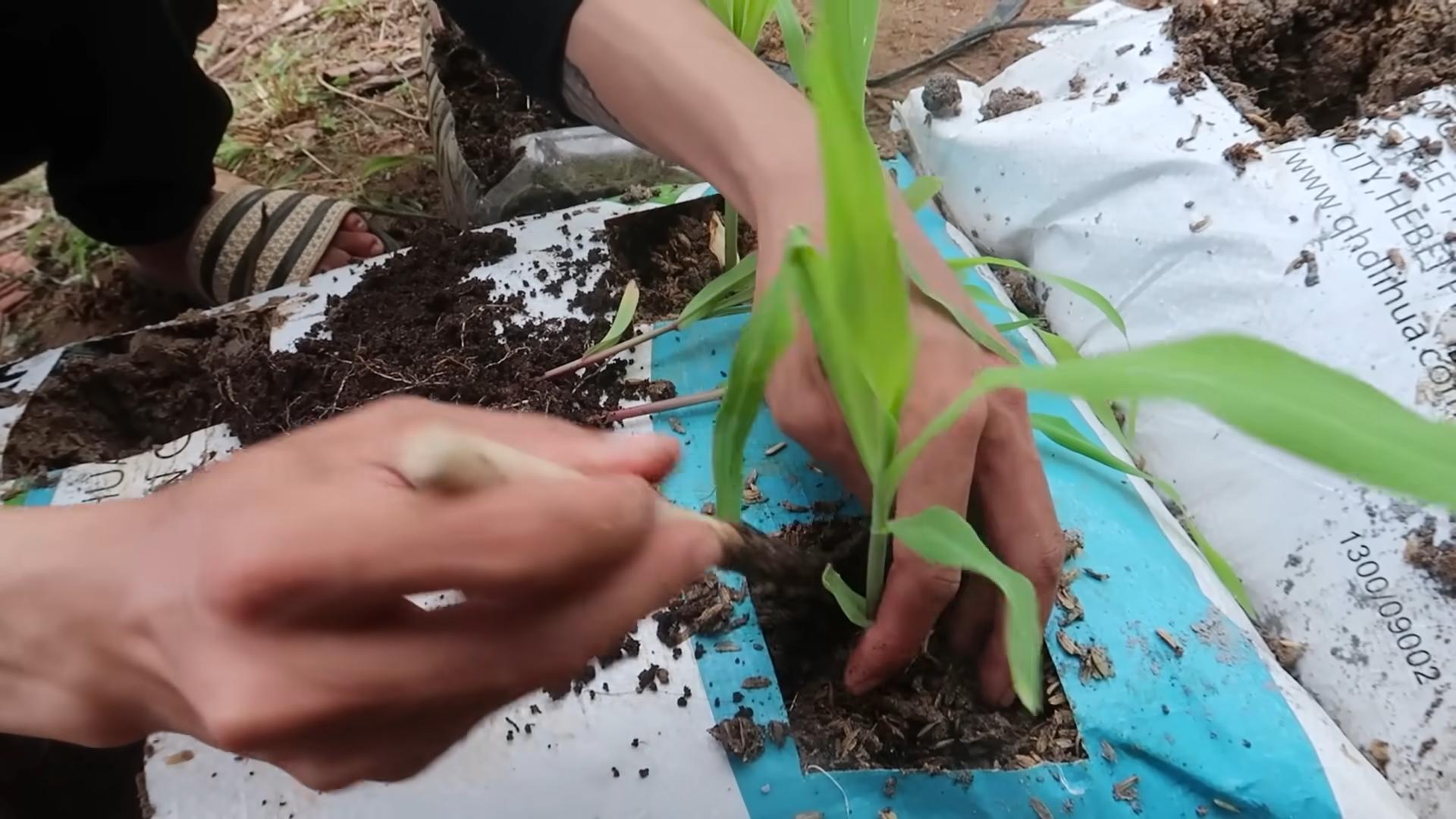 Bigger Corn Harvest Soil Bags