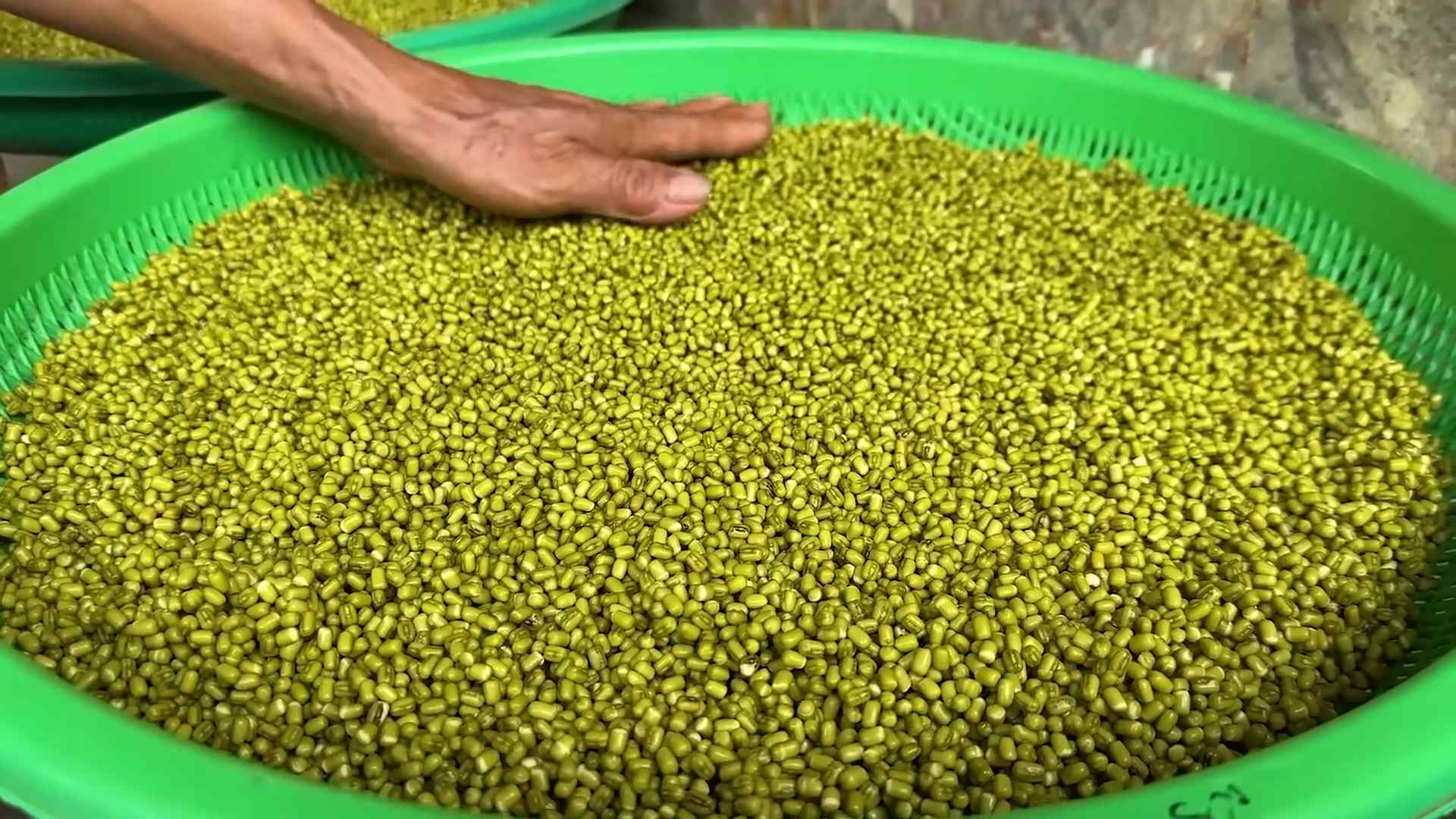 Bean Sprouts DIY Home Growing