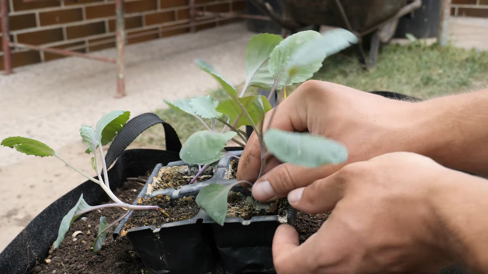 Red Cabbage Home Gardening