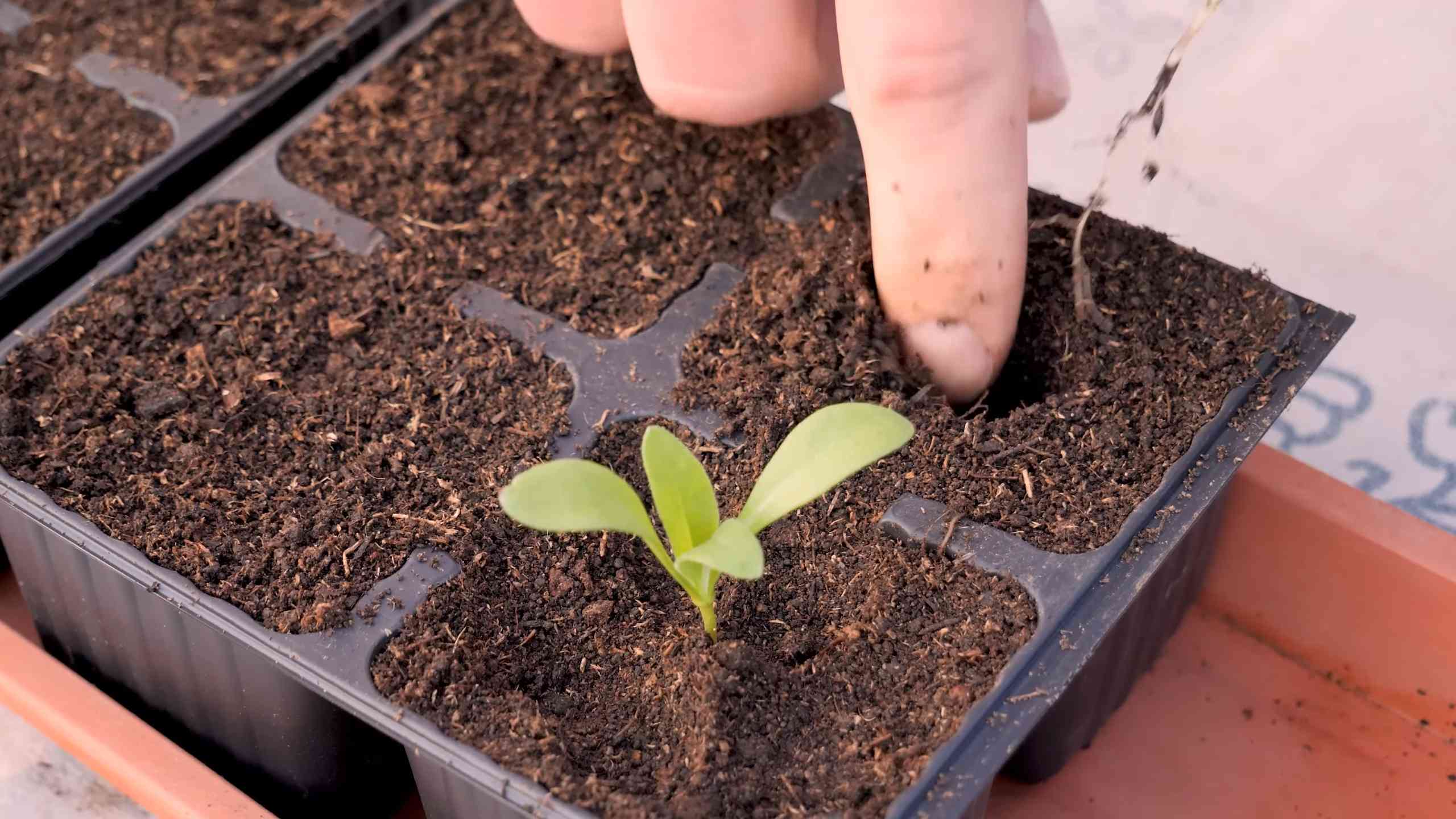 Calendula Pot Growing Tips