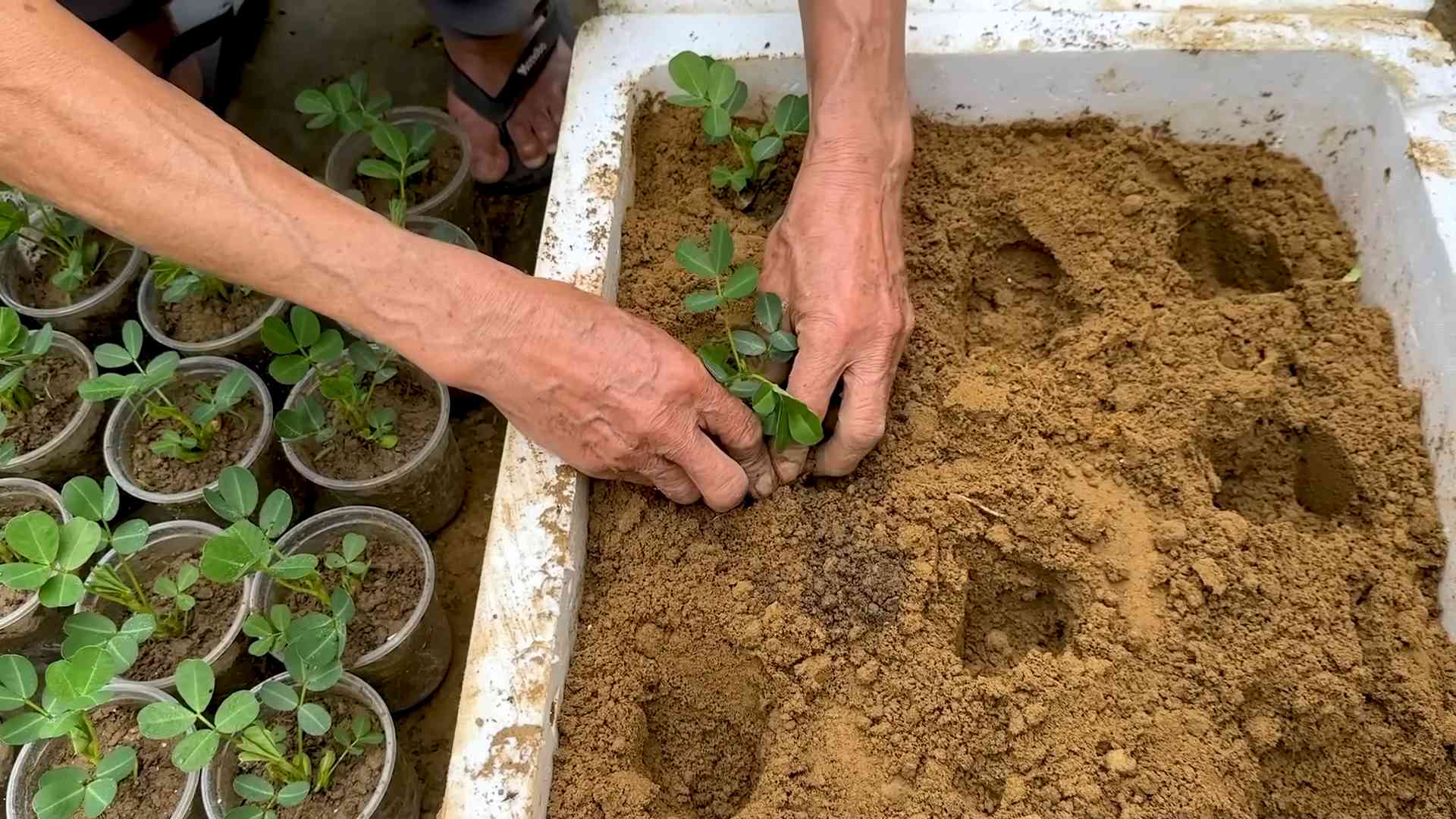Grow Peanuts Foam Box