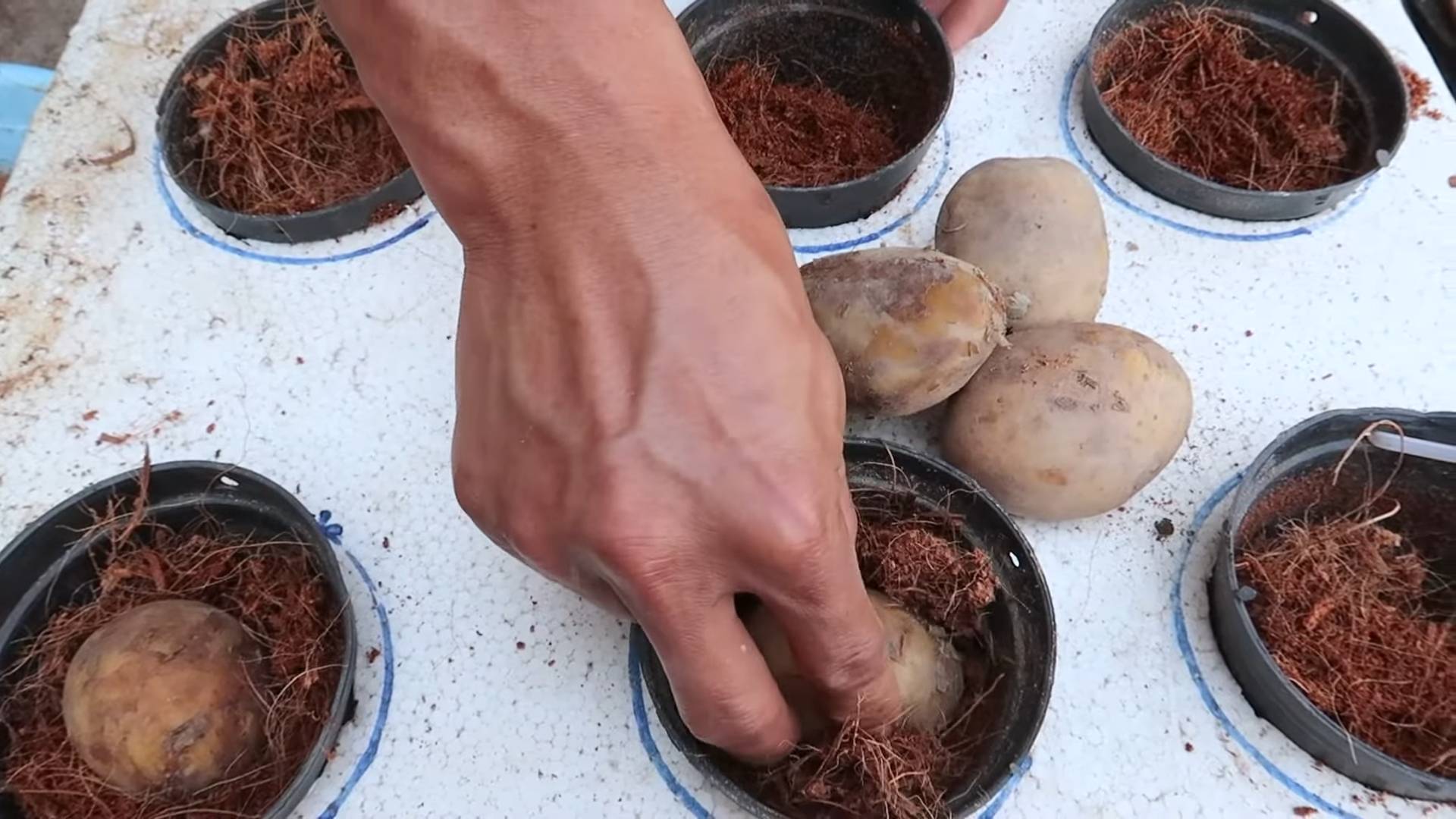 Growing Potatoes in Containers