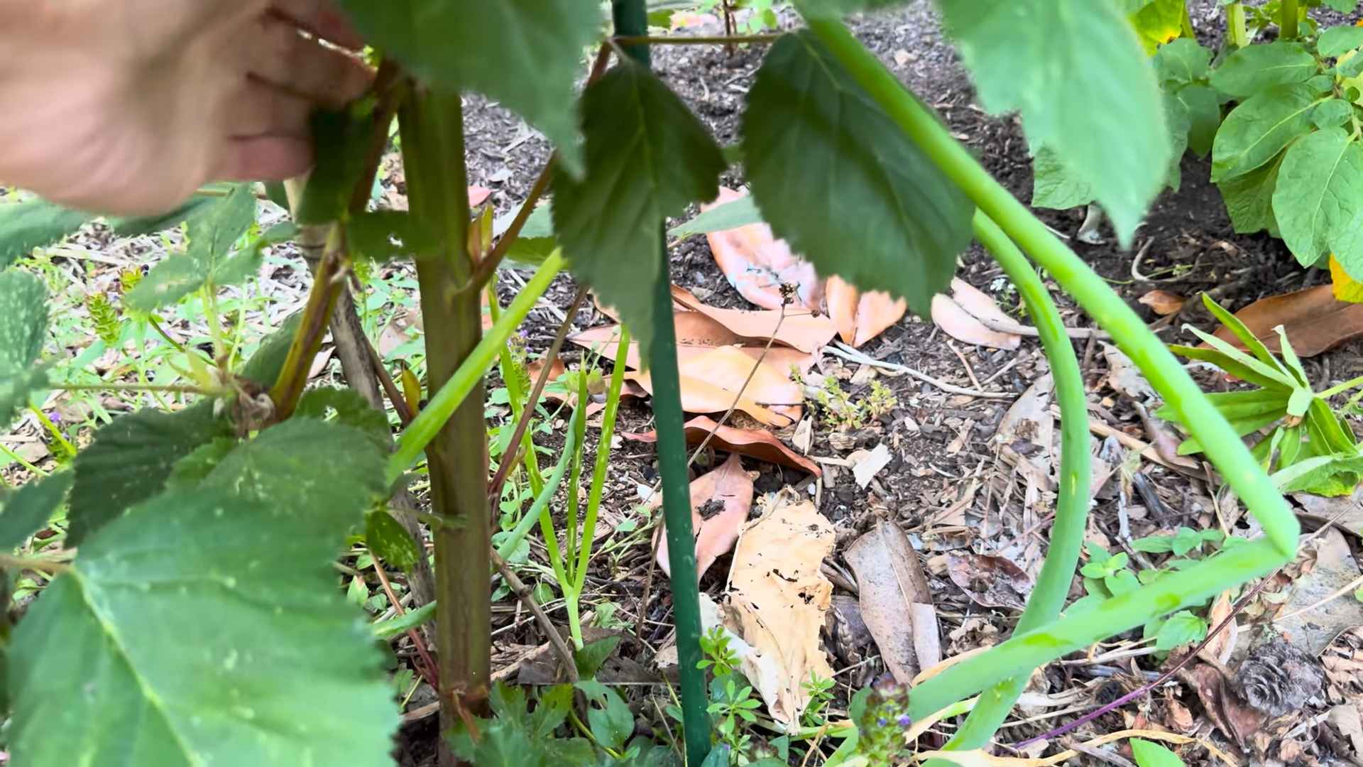 Honeyberry Garden Tour