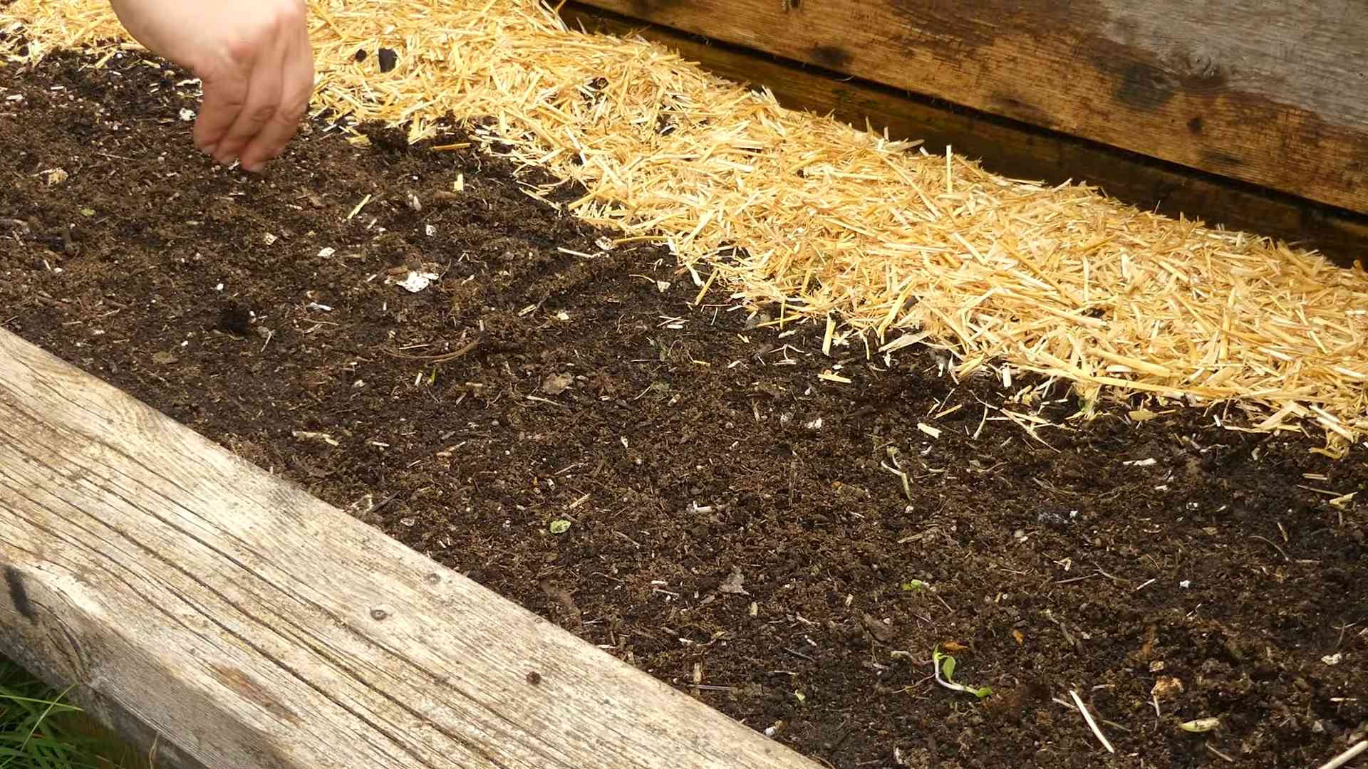 Grow radishes at home
