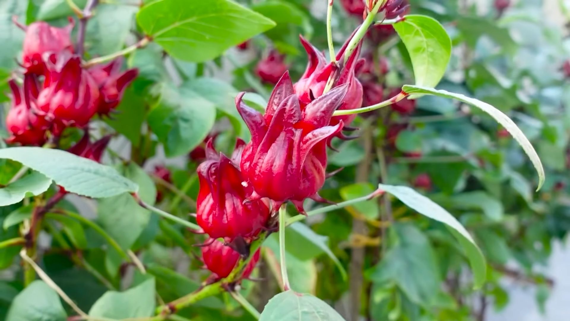 Grow Hibiscus Continuous Blooms