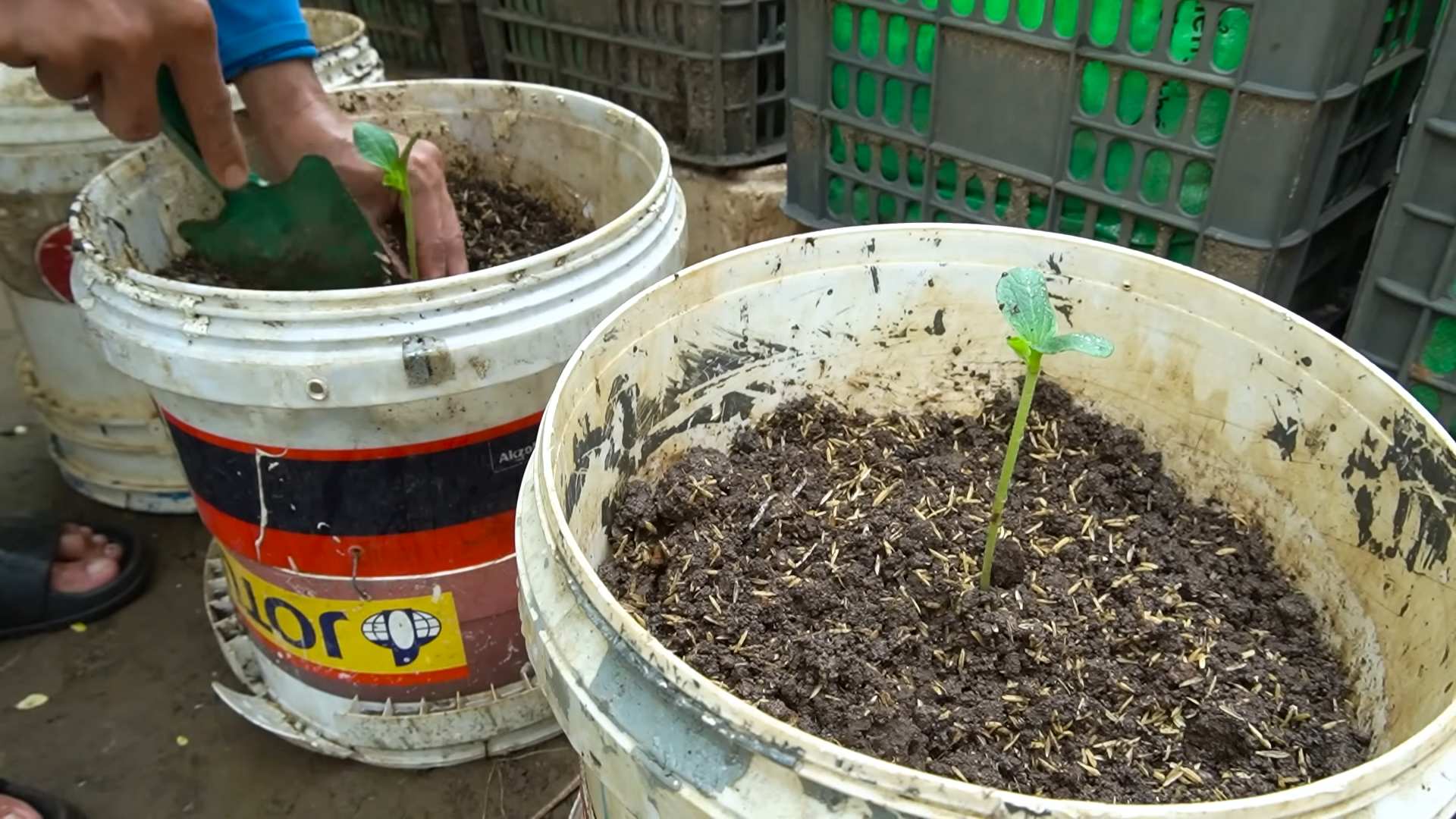 Grow Bigger Zucchini