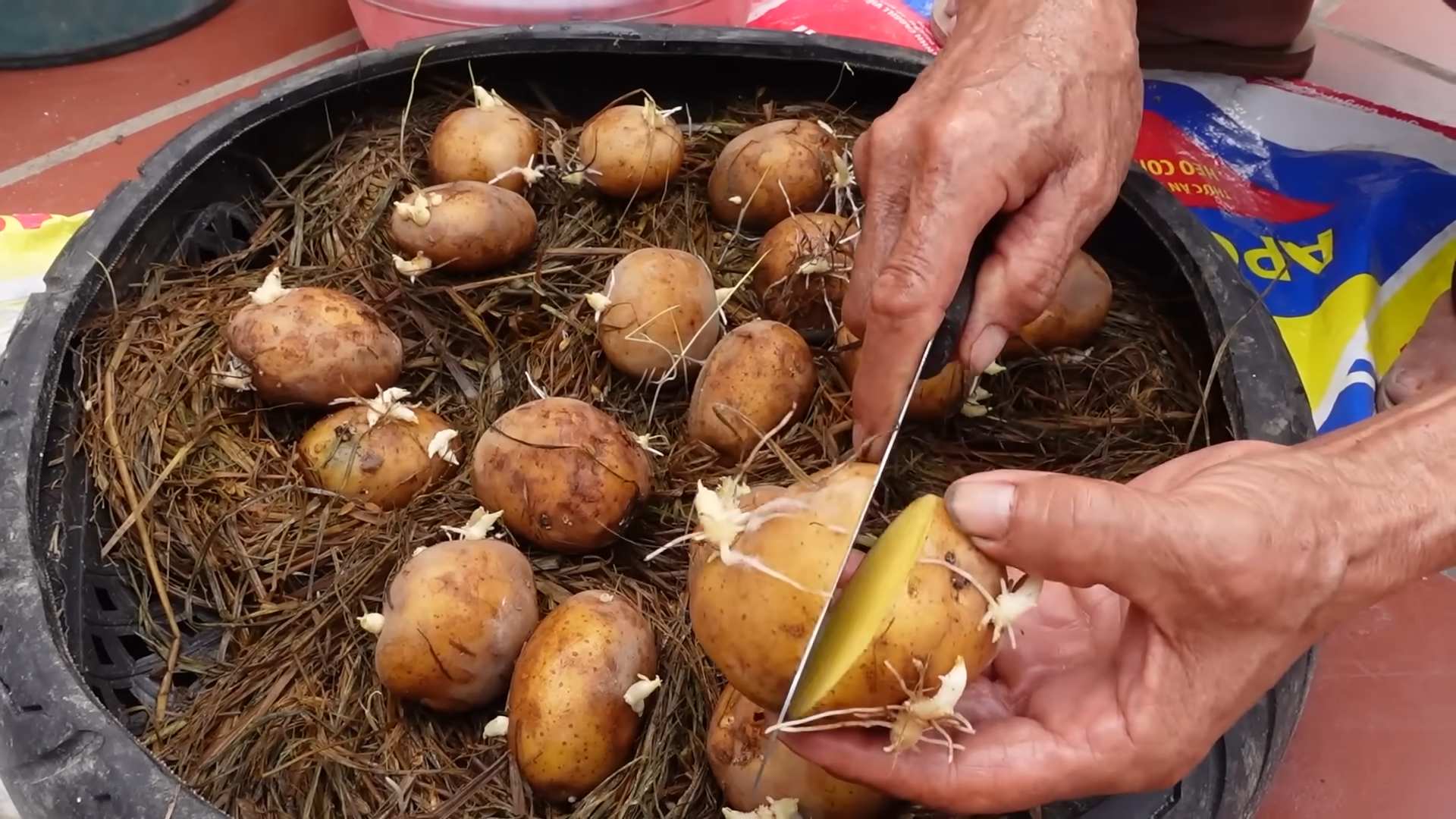 Growing Potatoes Indoors