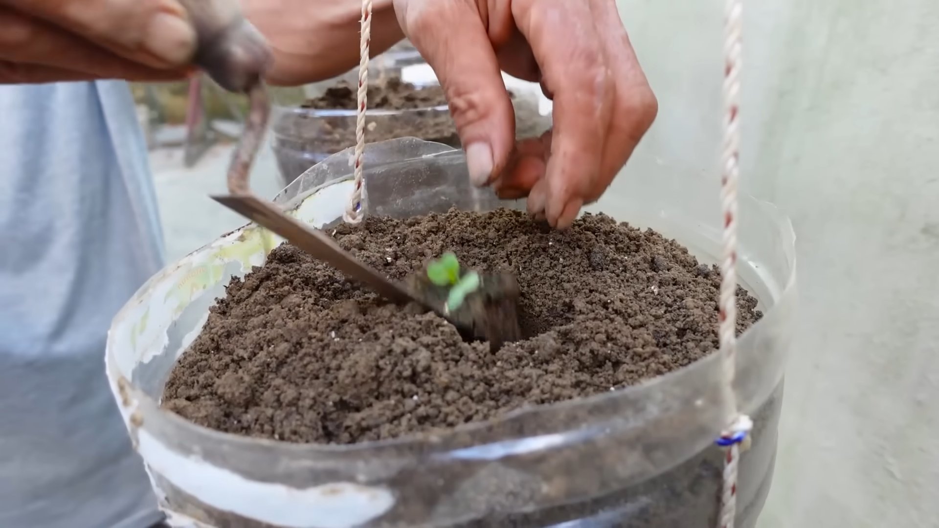 Bottle Gardening Cabbage