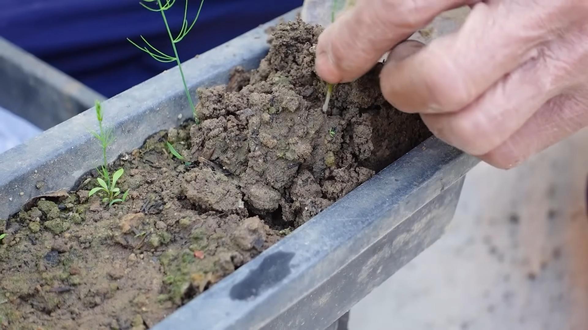 Backyard Asparagus Gardening