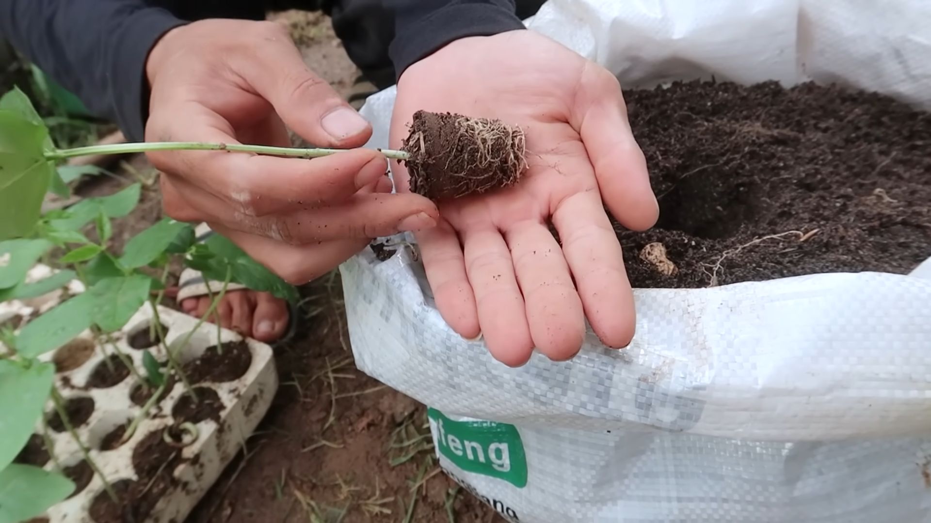 Grow Long Beans at Home