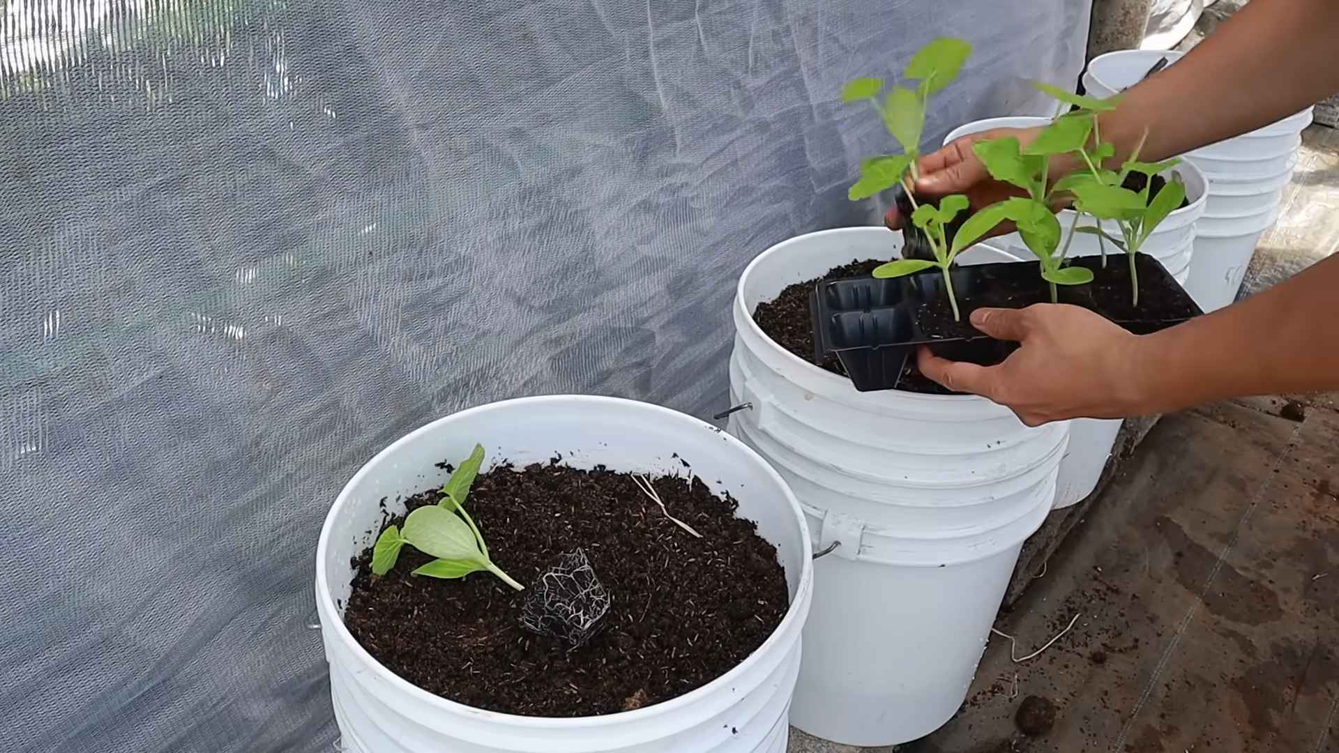 Zucchini container gardening