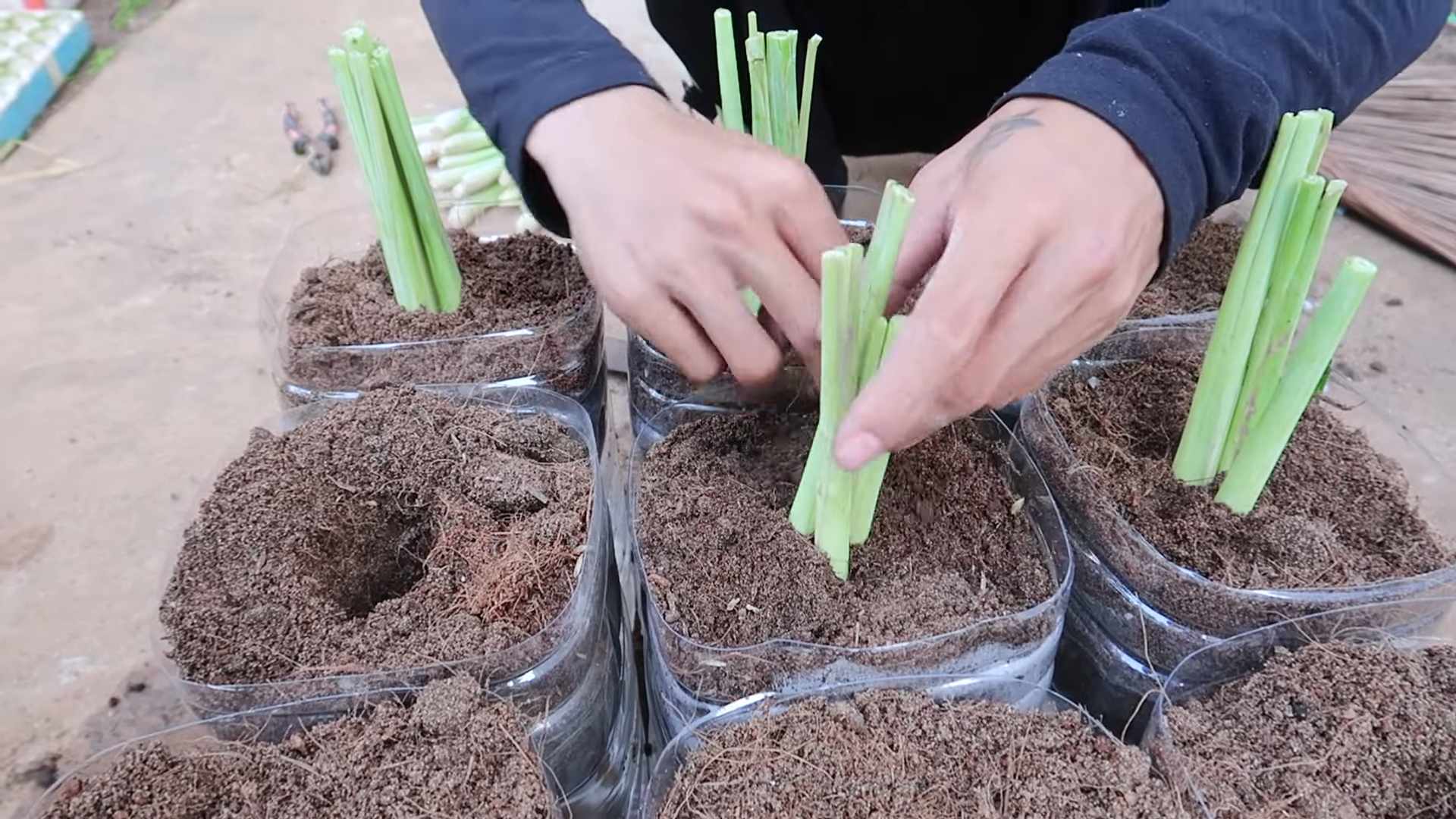Grow Lemongrass Quickly