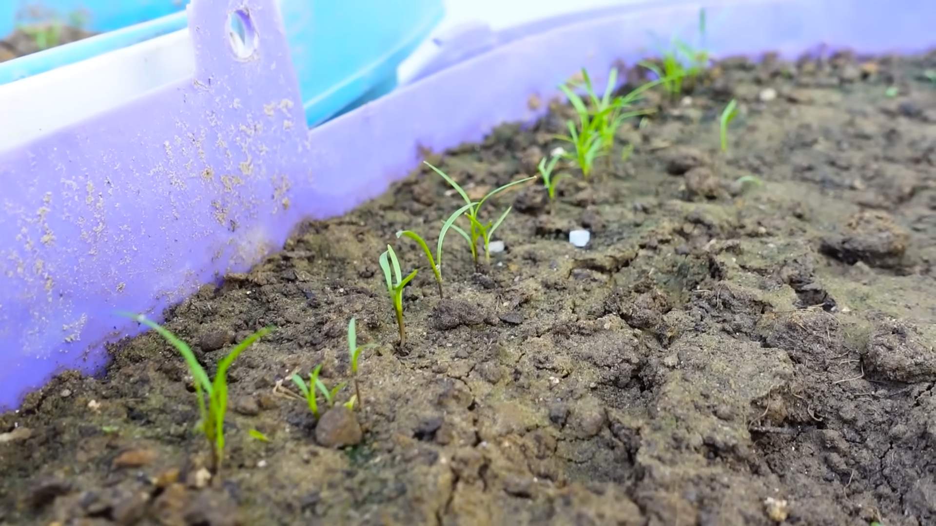 Grow Carrots At Home