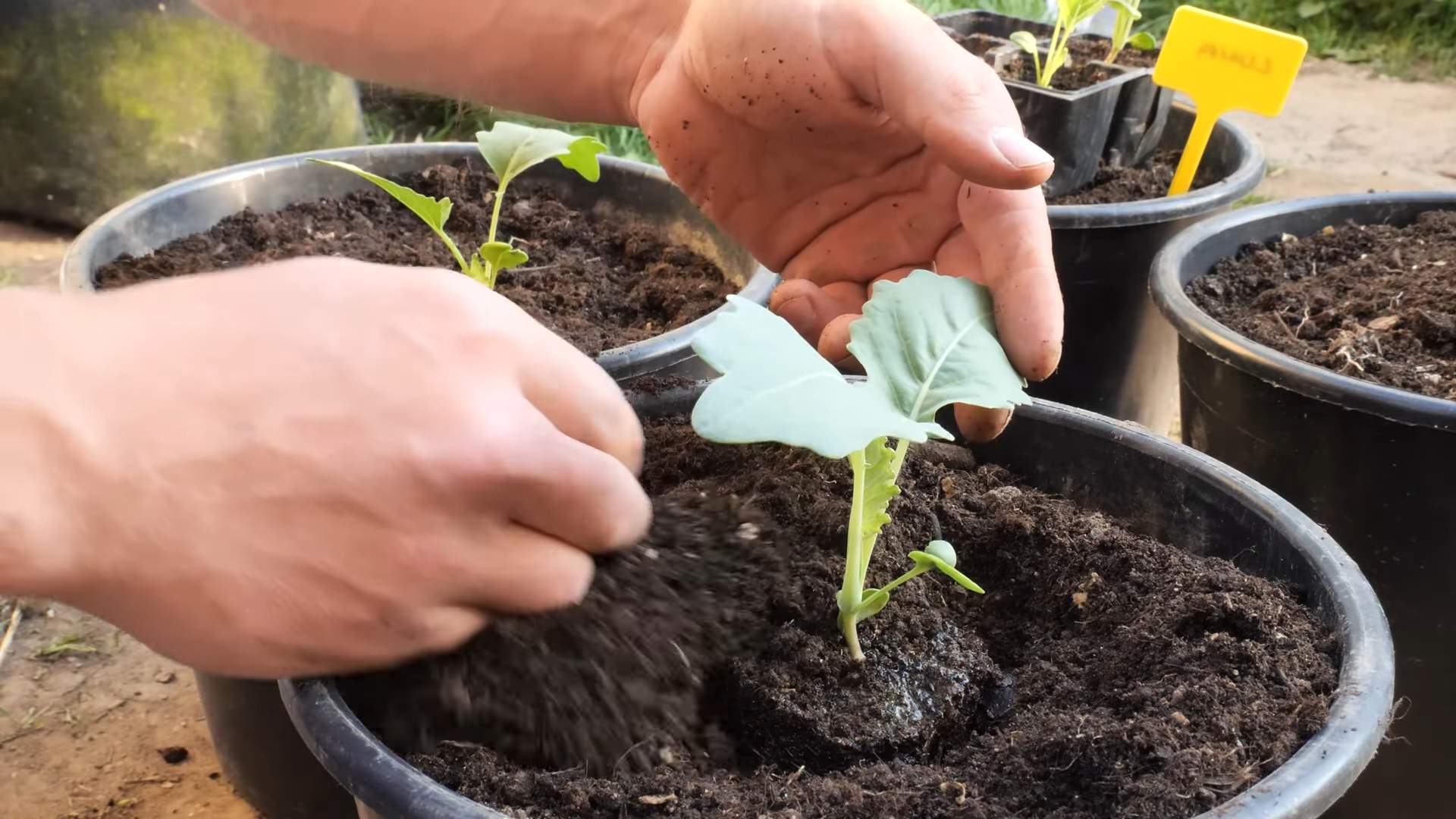 Grow Kohlrabi Early