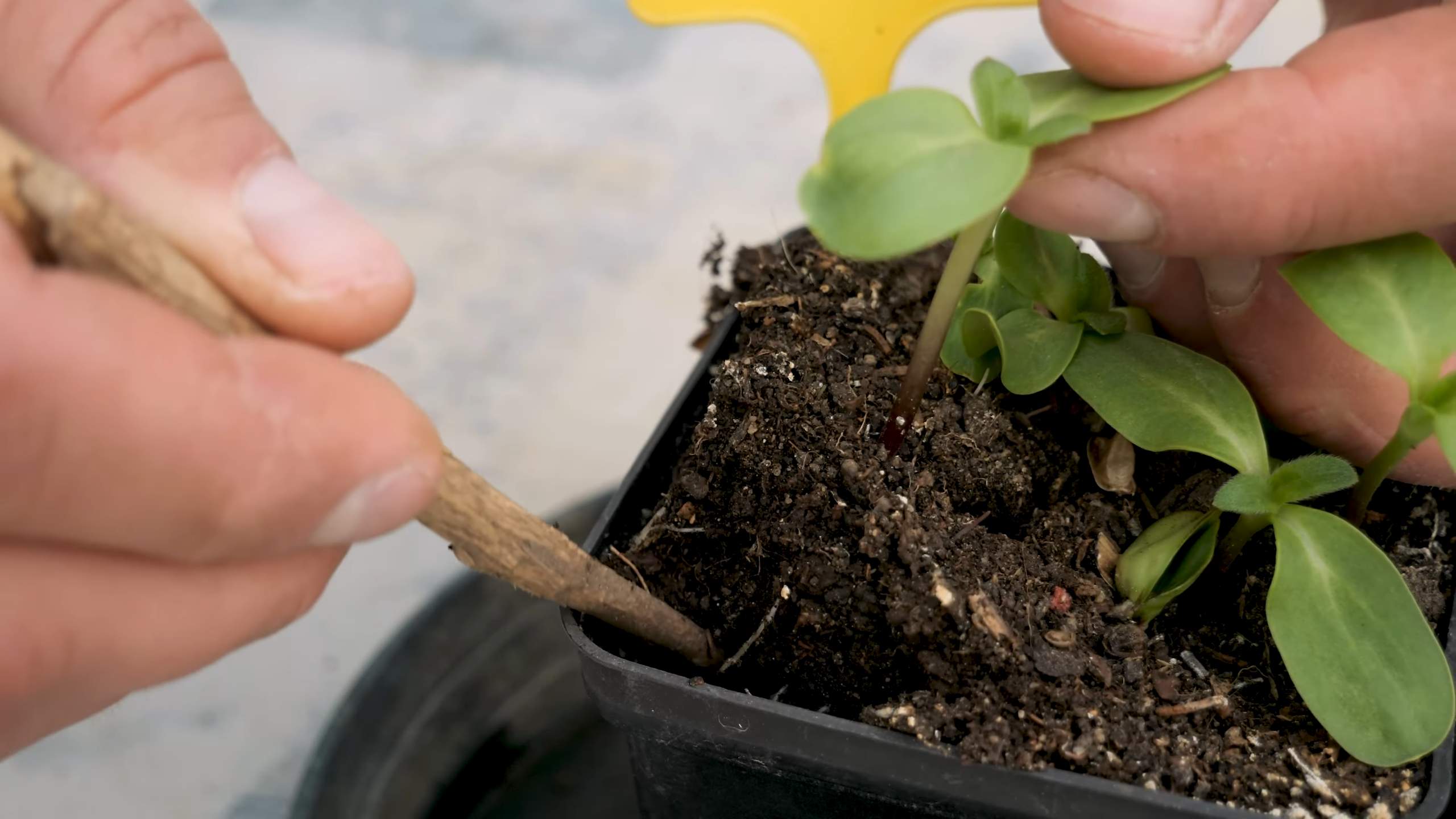 Container Sunflowers Gardening