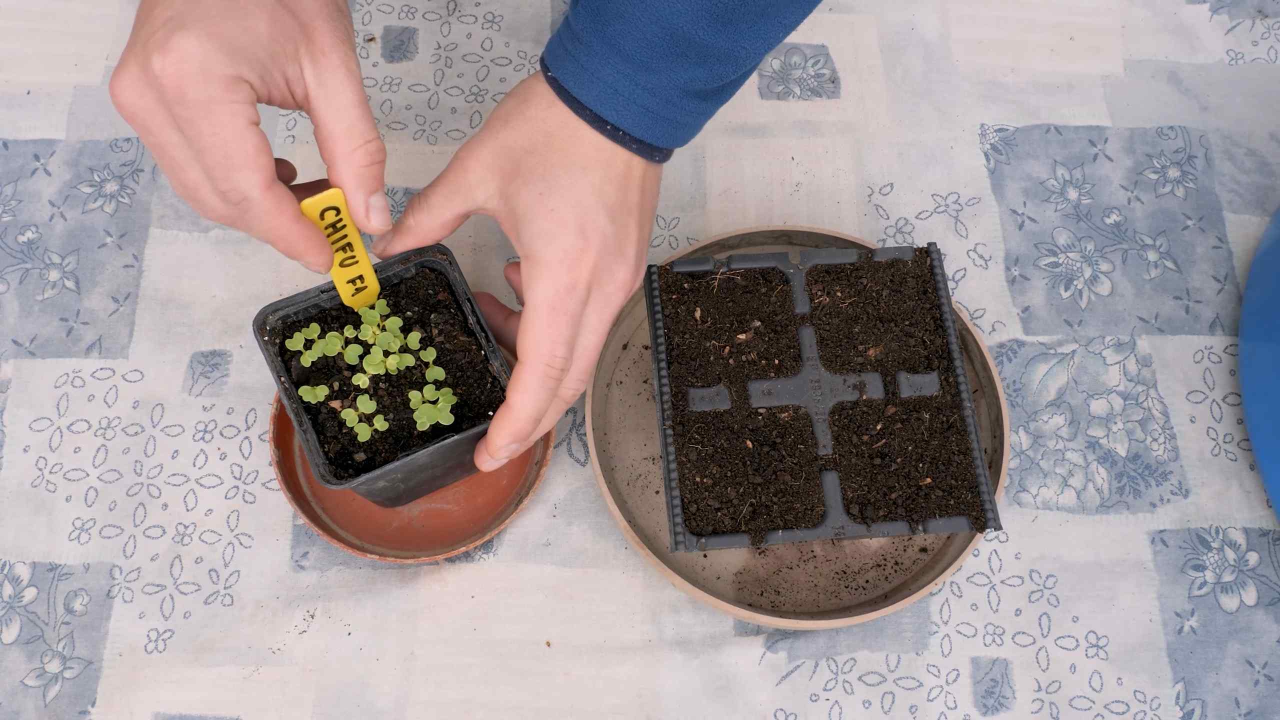 Growing Bok Choy Containers