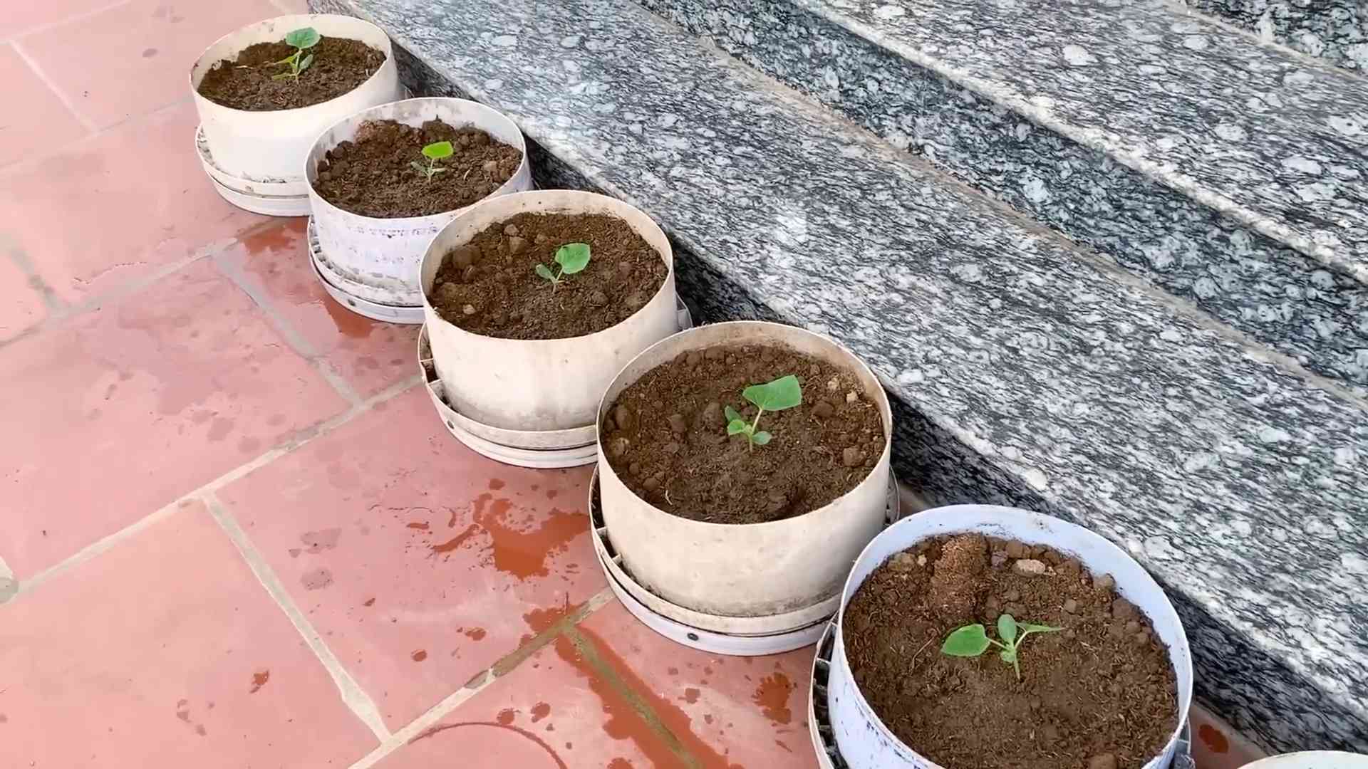 Easy Homegrown Melons