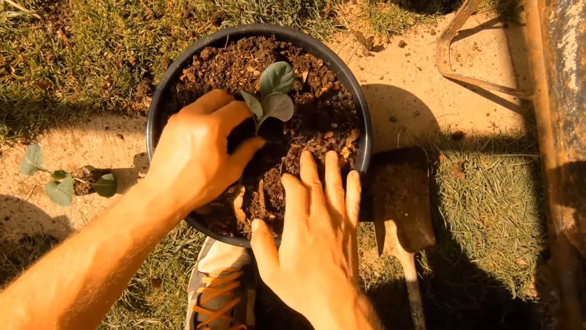 Brussel Sprout Container Gardening