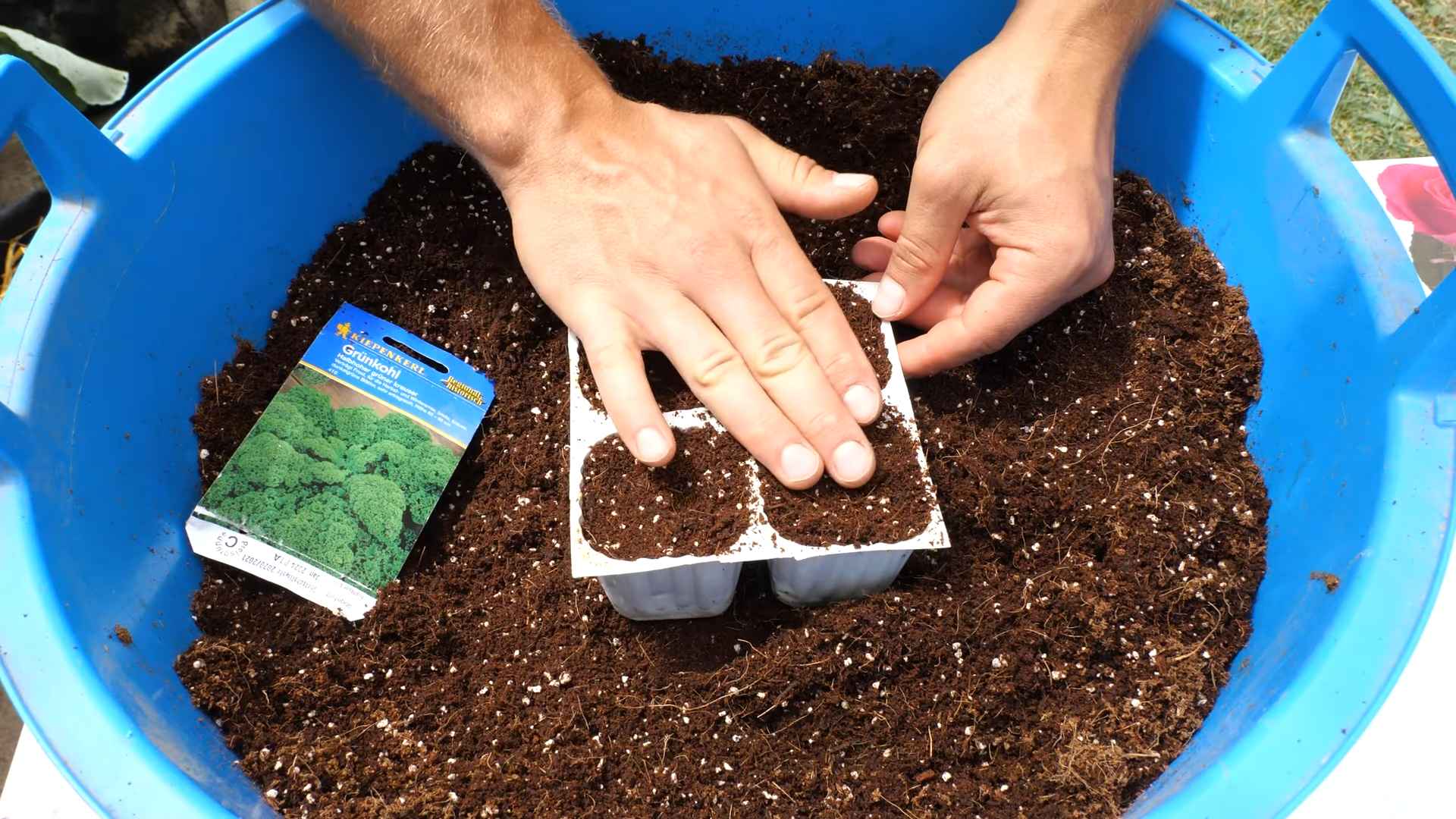 Balcony Kale Growing Tips