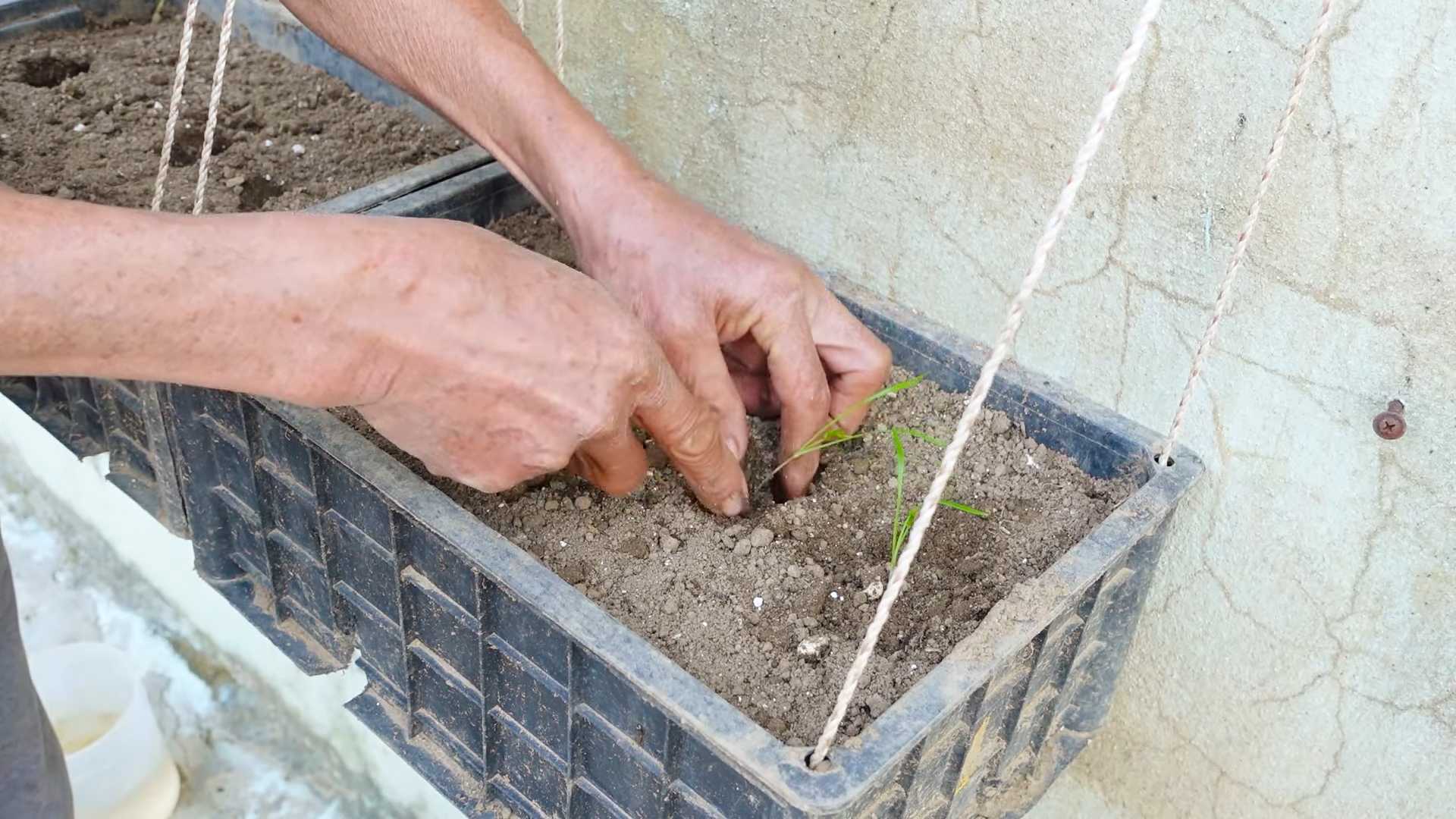 Grow Dill Indoors Step by Step