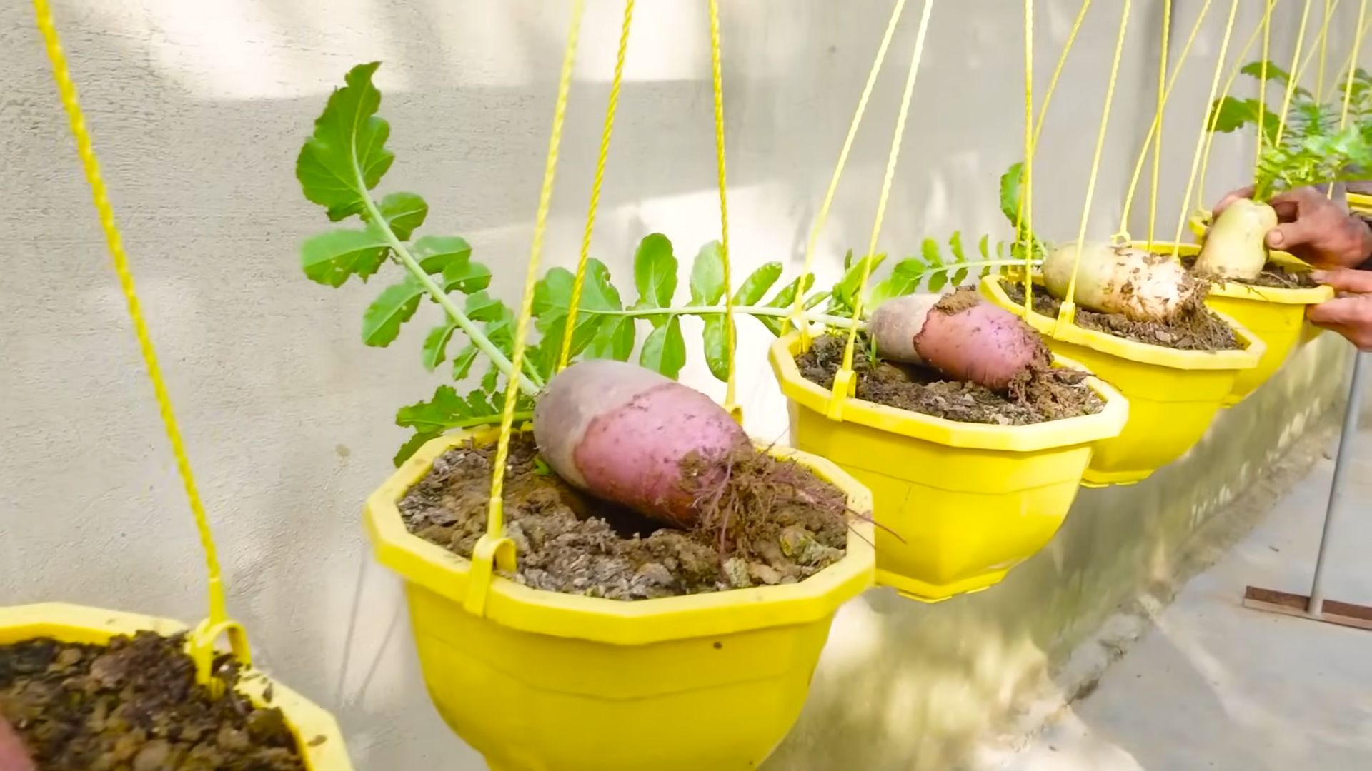 Grow Radishes Beginners