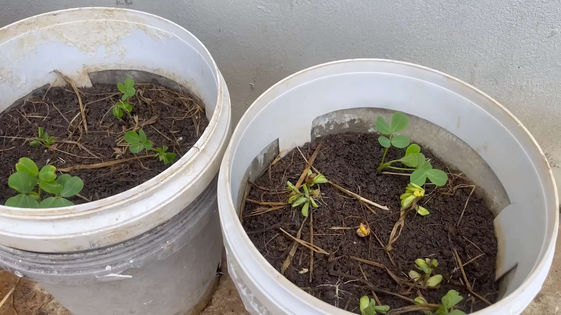 Growing Peanuts in Buckets