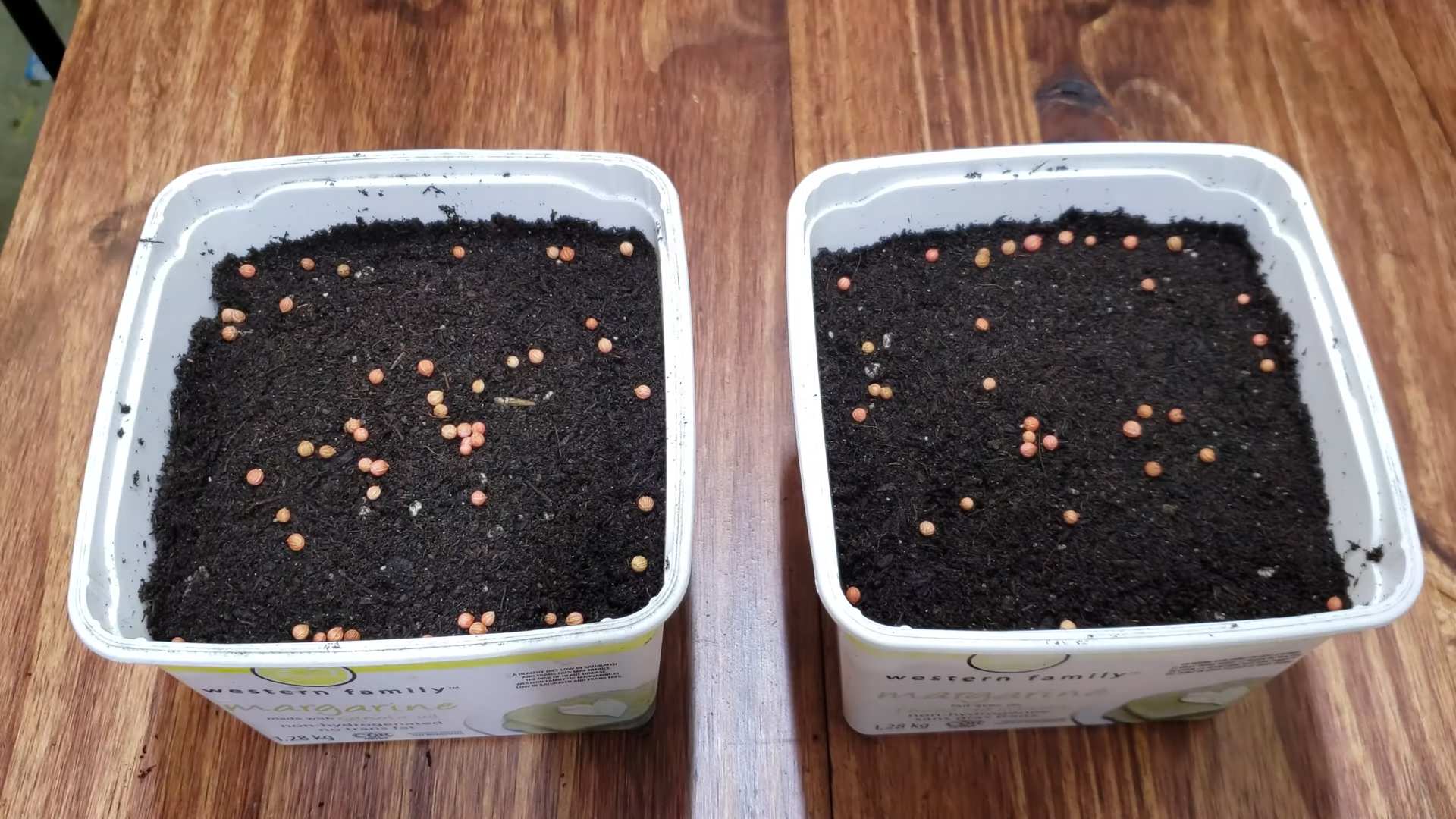 Grow Cilantro Kitchen Window