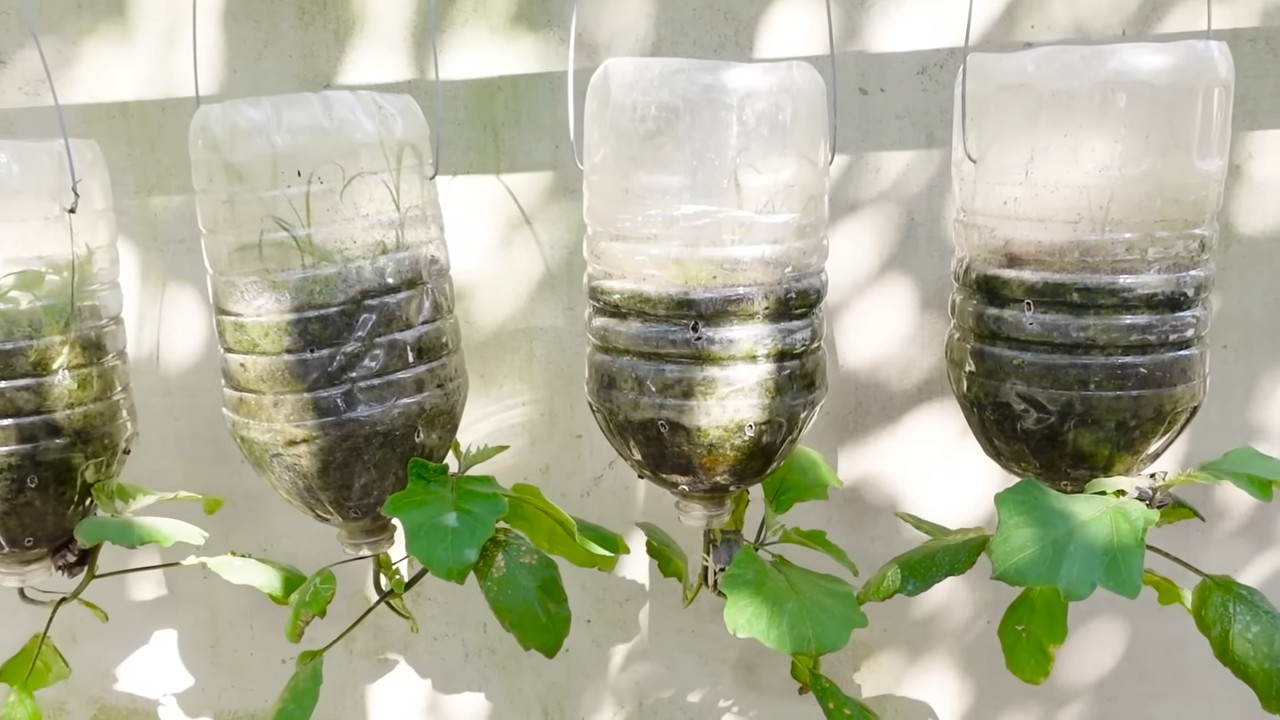 Eggplant yield increase tips