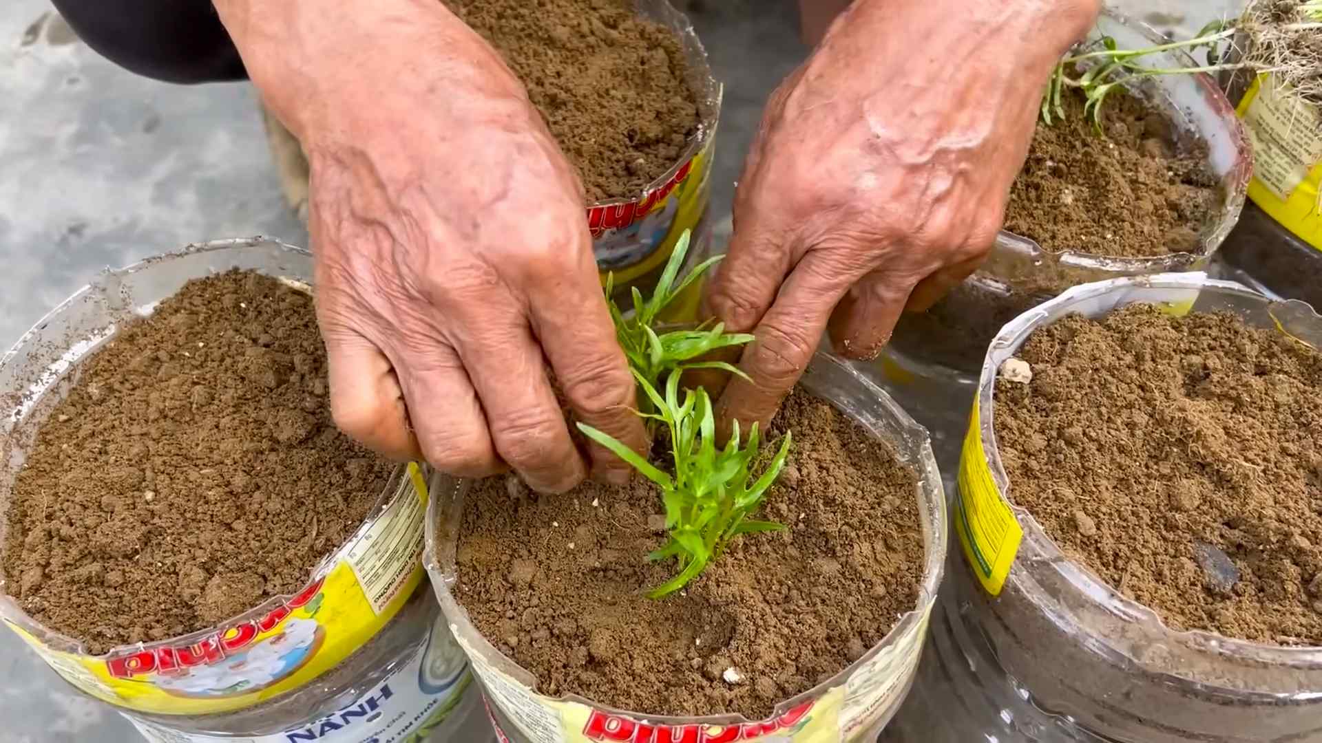 Growing Water Spinach at Home