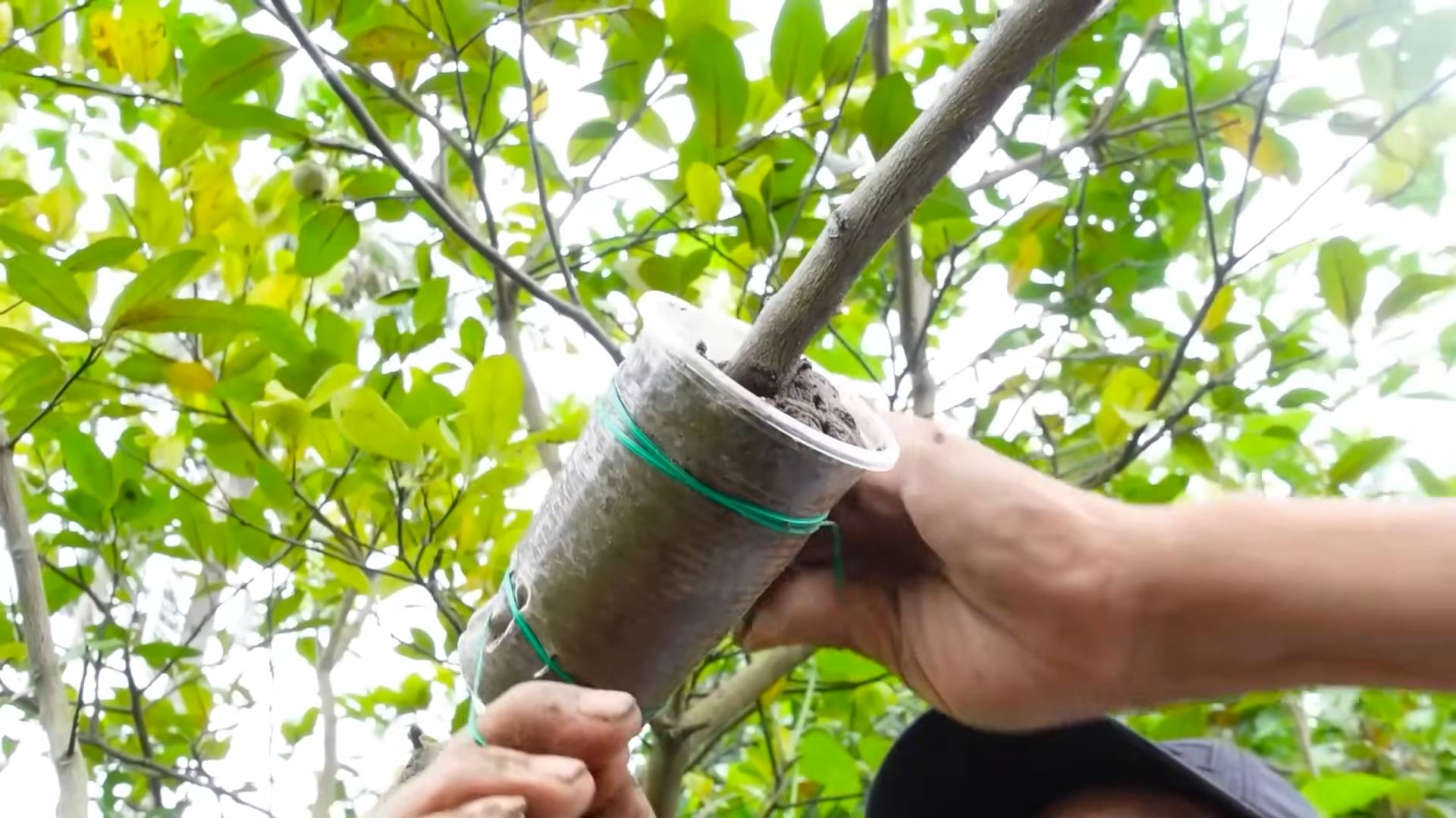 Lemon Harvesting Tips