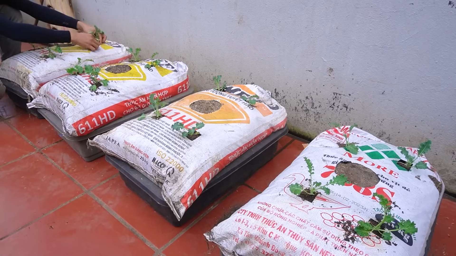 Kale growing soil bags