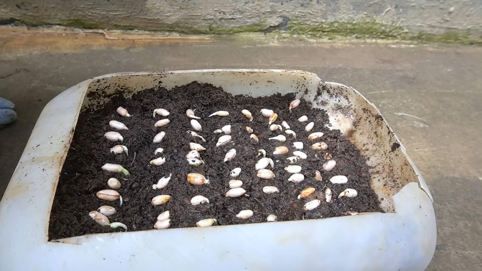 Growing Cantaloupes in Barrels