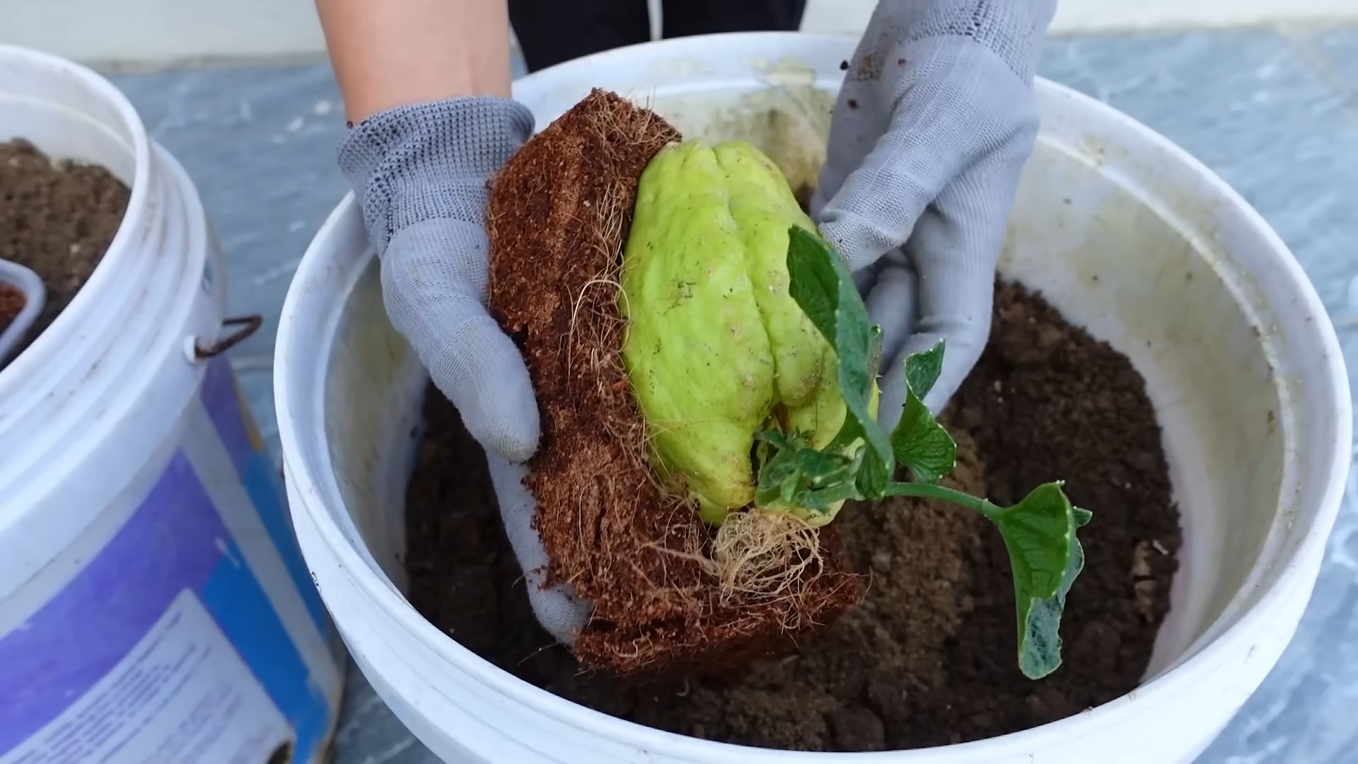Chayote container gardening