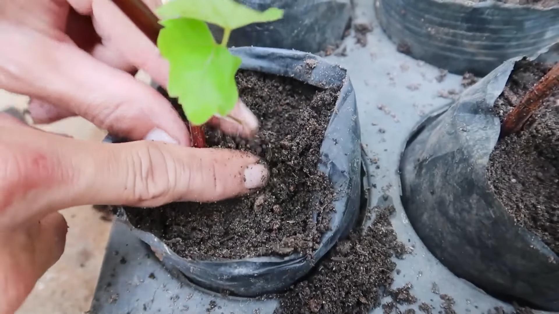 Fast Growing June Plants