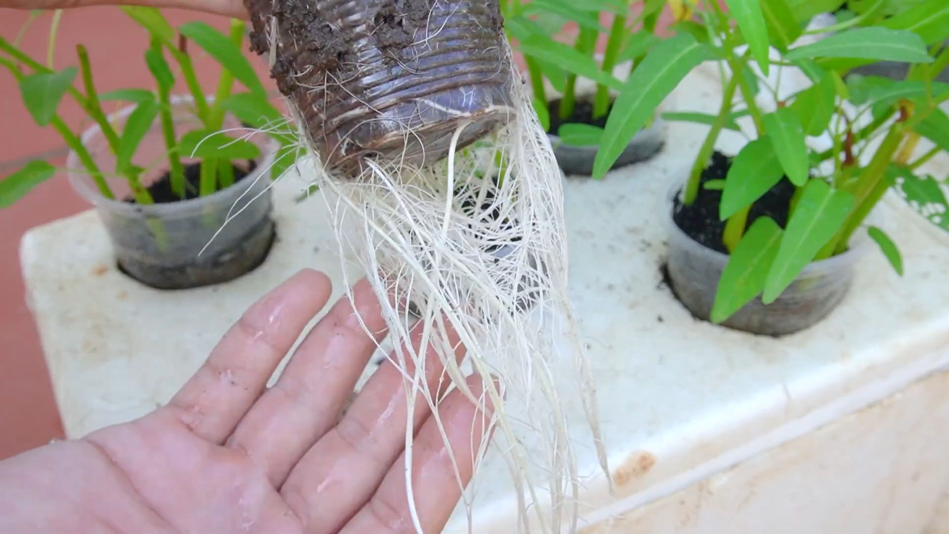 Water Spinach Growing Hack