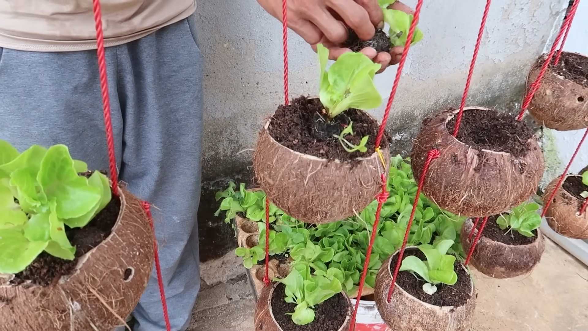 Growing Lettuce in Coconut Shells