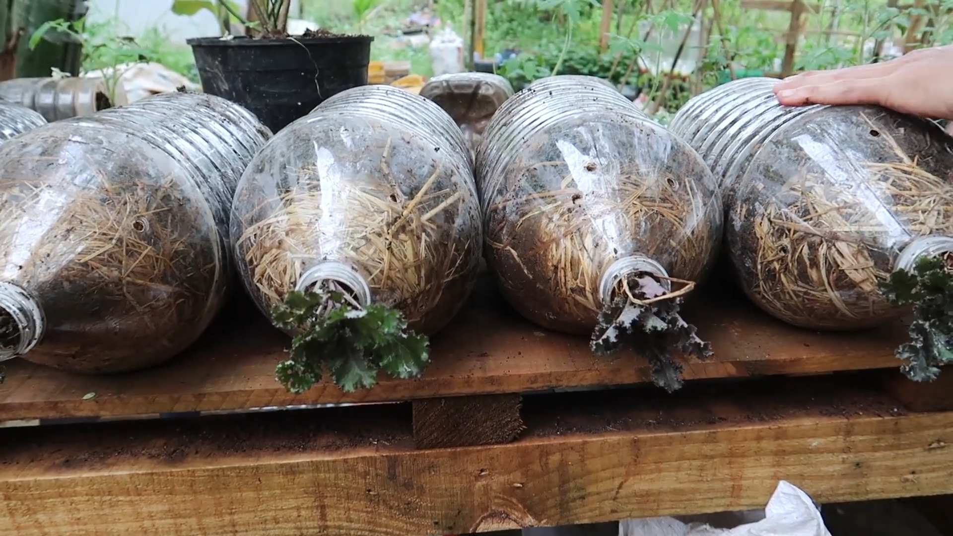 Growing Kale in Bottles