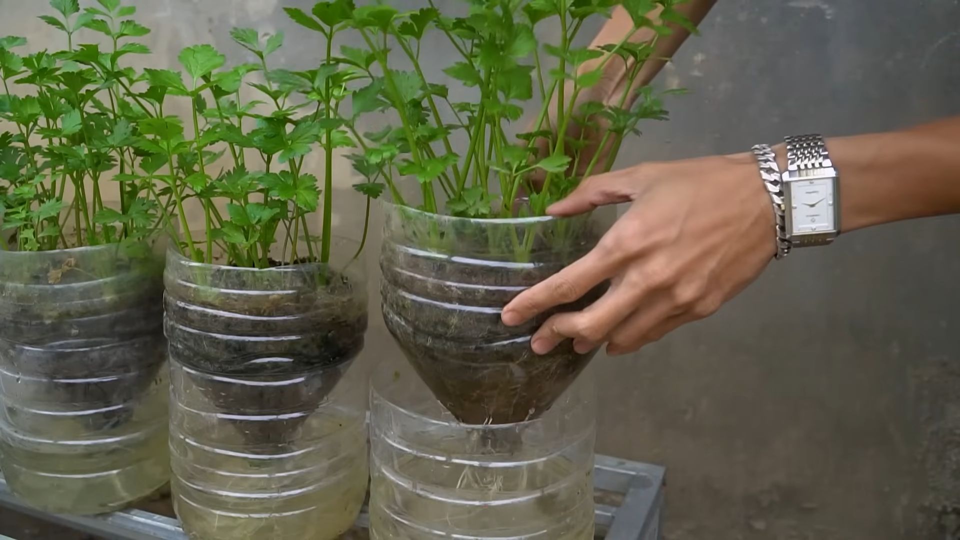 Grow Celery Indoors Easily