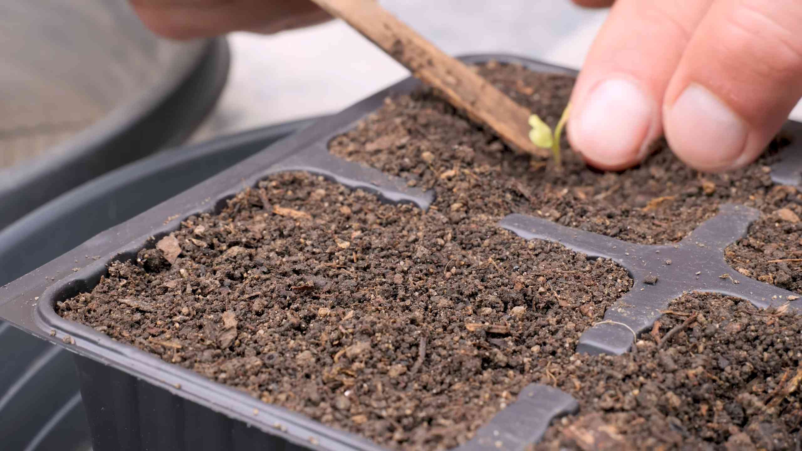 Grow Romanesco Cauliflower Home