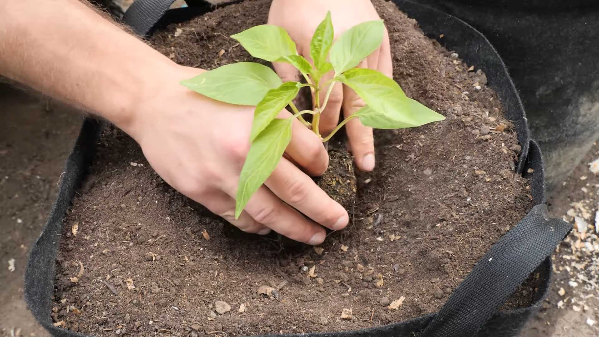 Growing Purple Bush Beans