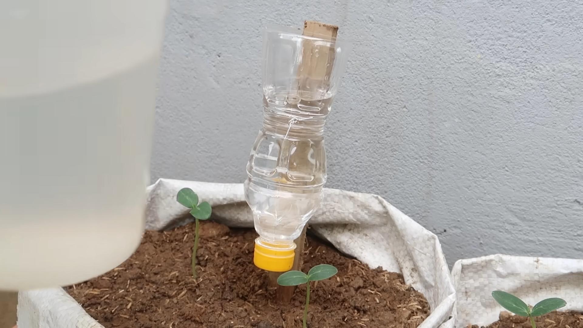 Growing Cucumbers Without Backyard