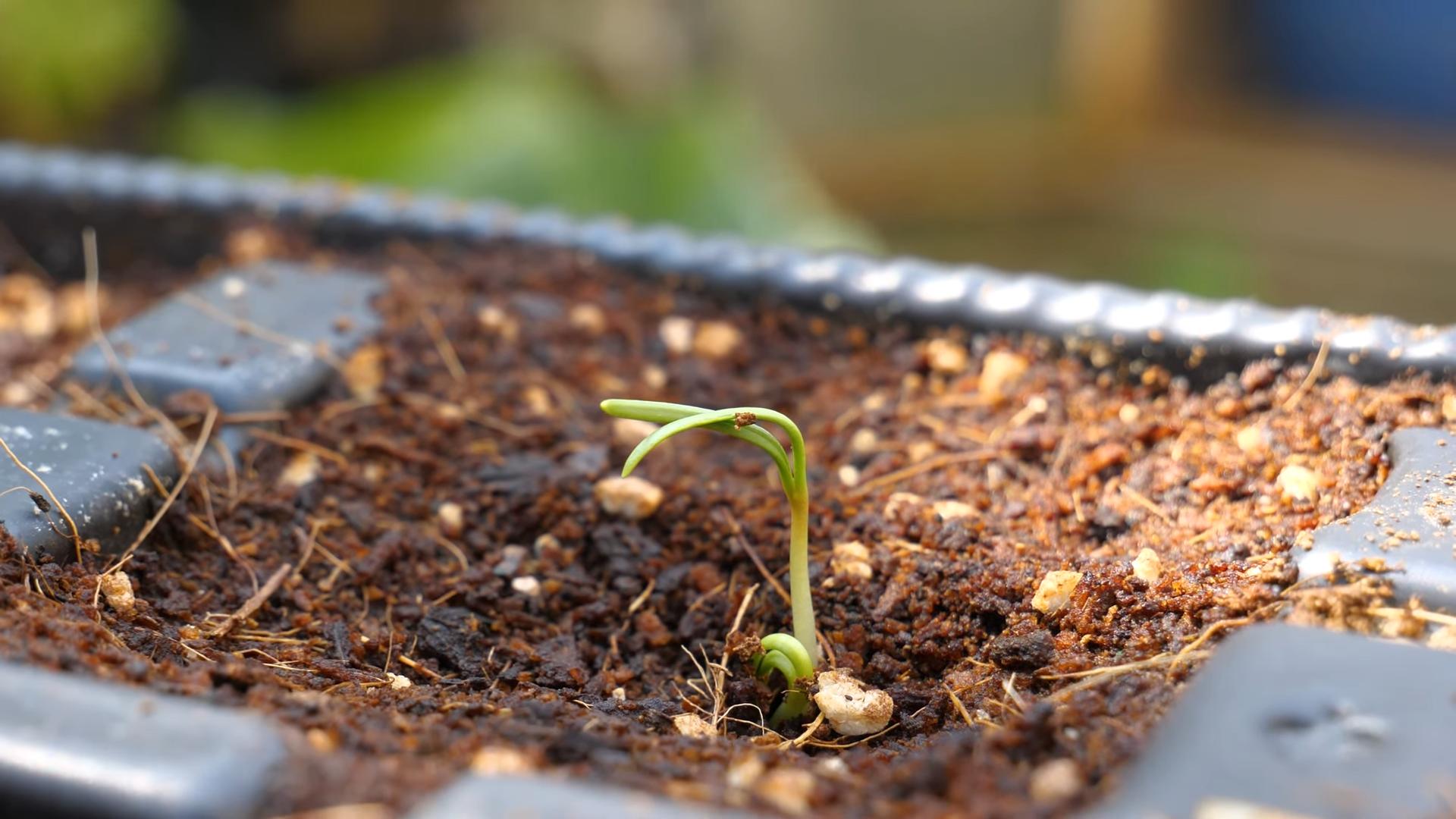 Grow spinach in a pot