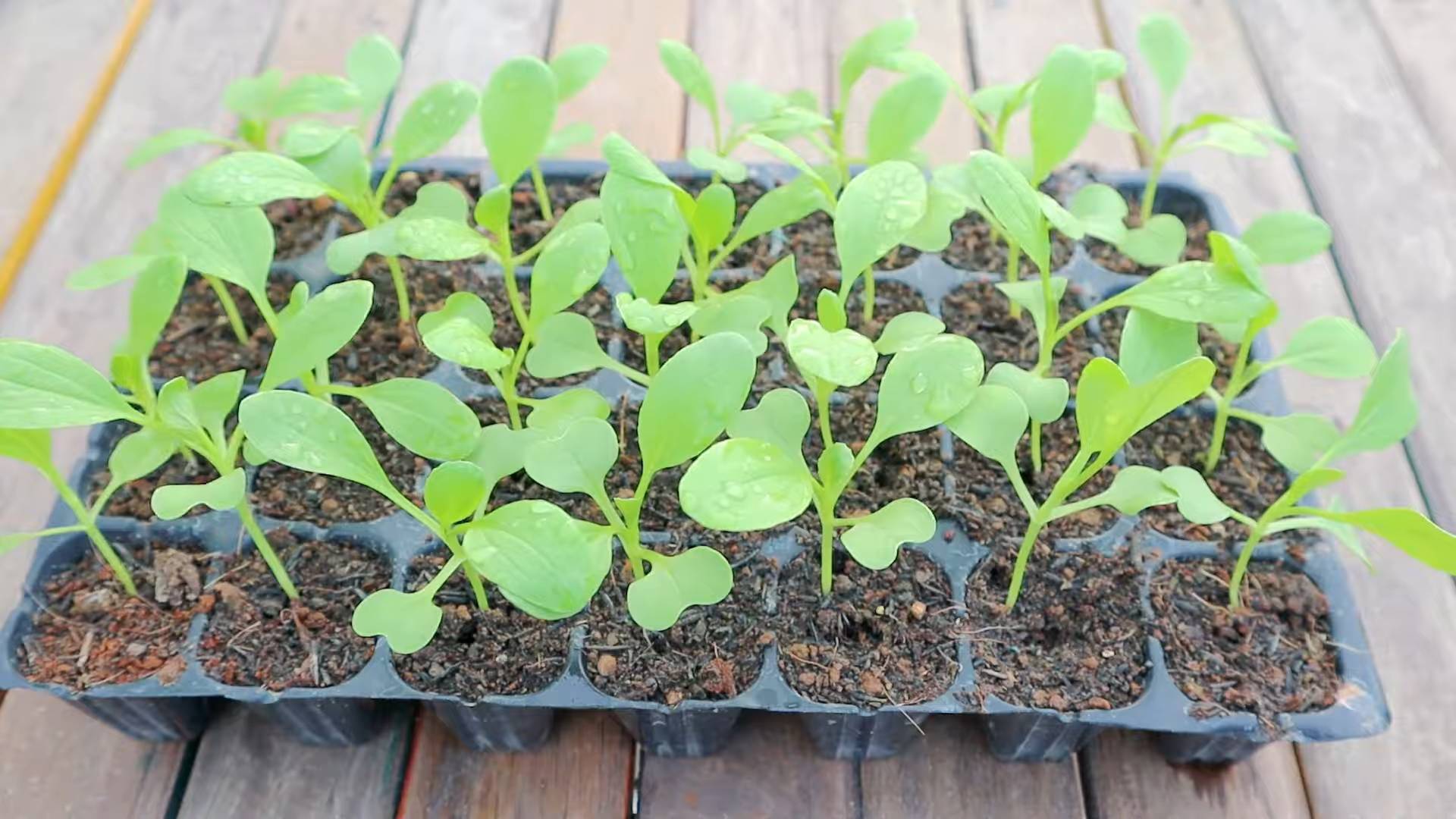 Growing Bok Choy at Home