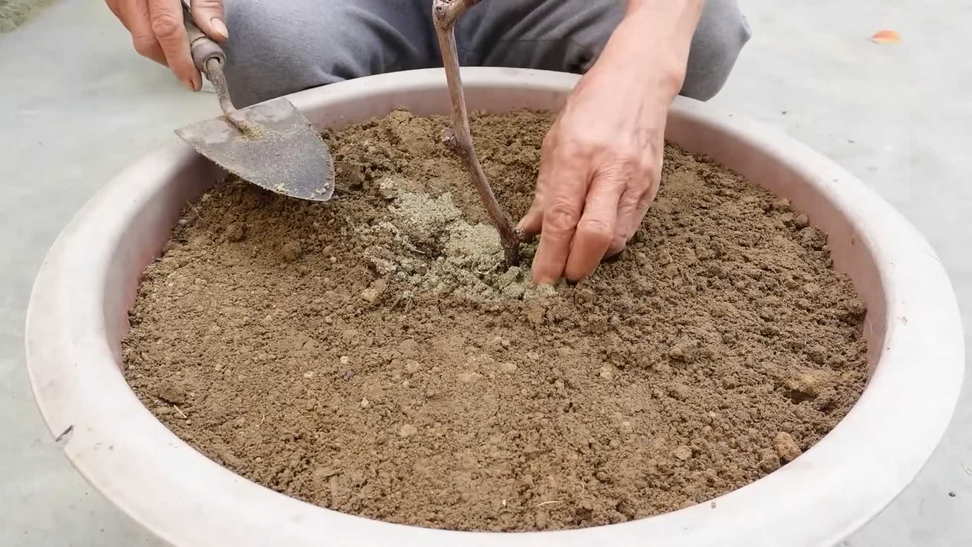 DIY Grape Growing Setup