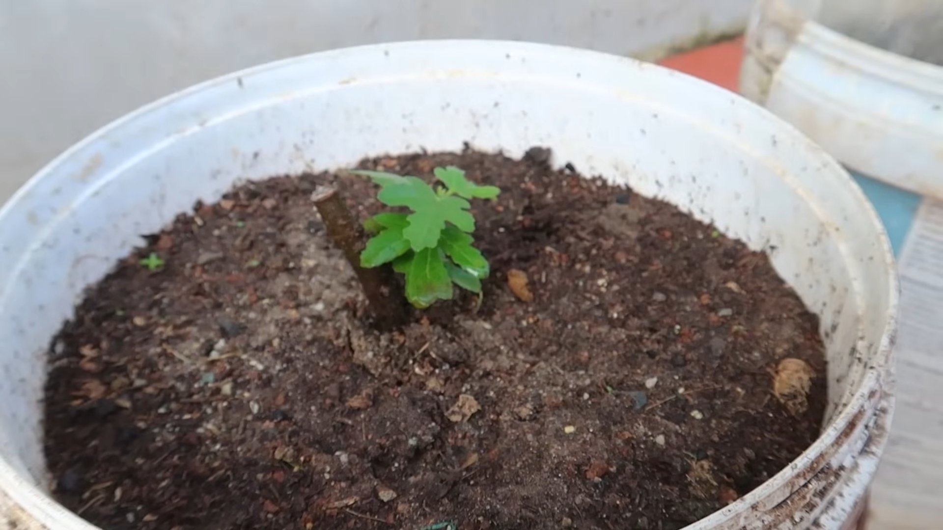 Fast Growing Fig Technique
